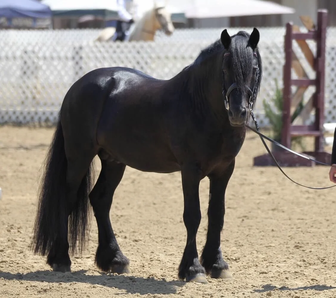 Davidsons Black Shaman, 2009 stallion