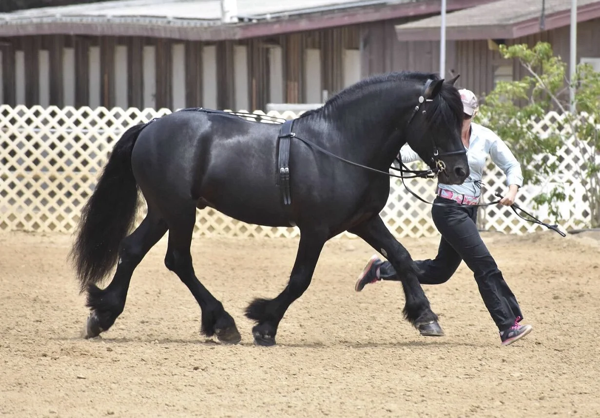 Davidsons Black Shaman, 2009 stallion, shown by owner Adrienne Grasso