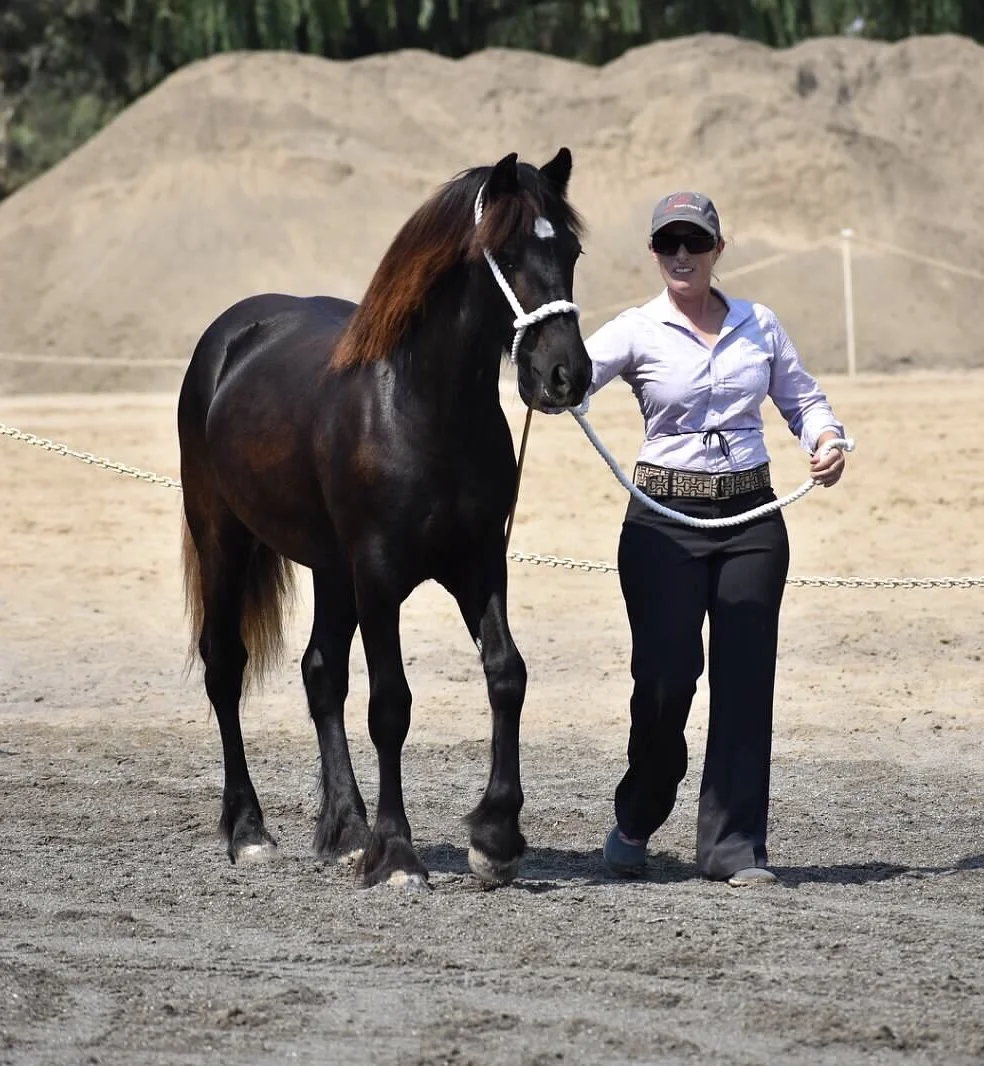 Sterlings Black Magic, 2016 filly, shown by owner Adrienne Grasso