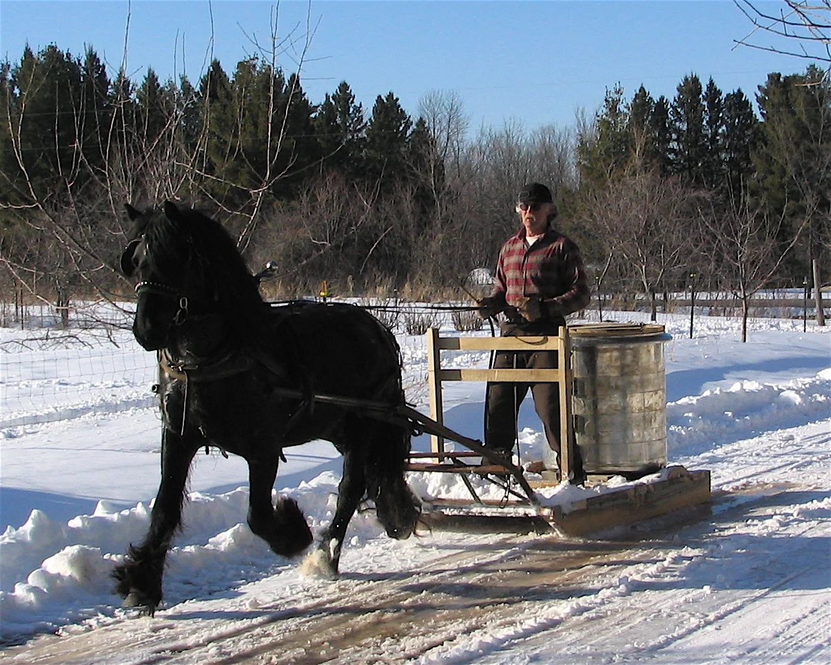 Ken Raspotnik with 2001 stallion Raspotnik Bracken hauling maple sap in Wisconsin (sold 2010)