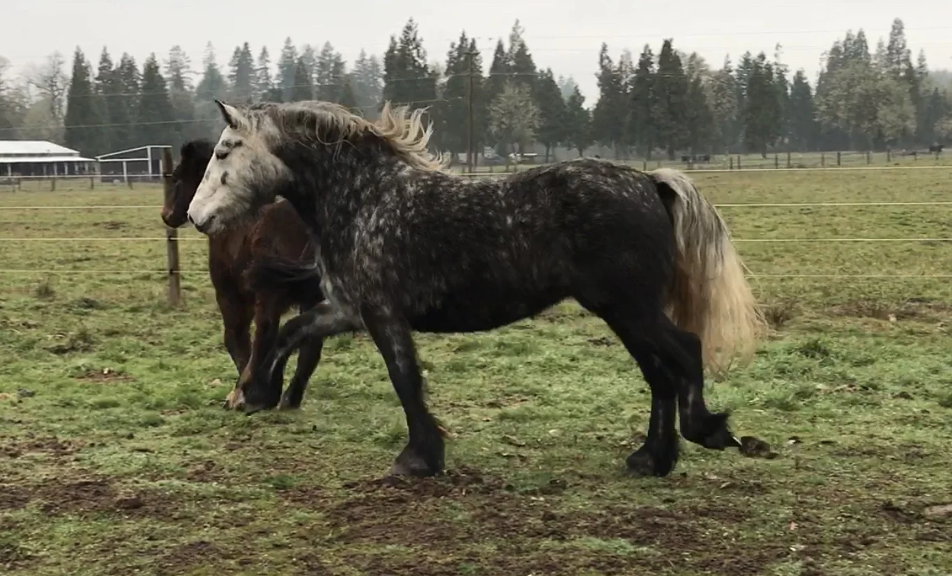 Mare WhisperingWillows Piper owned by FiddleHead Farm