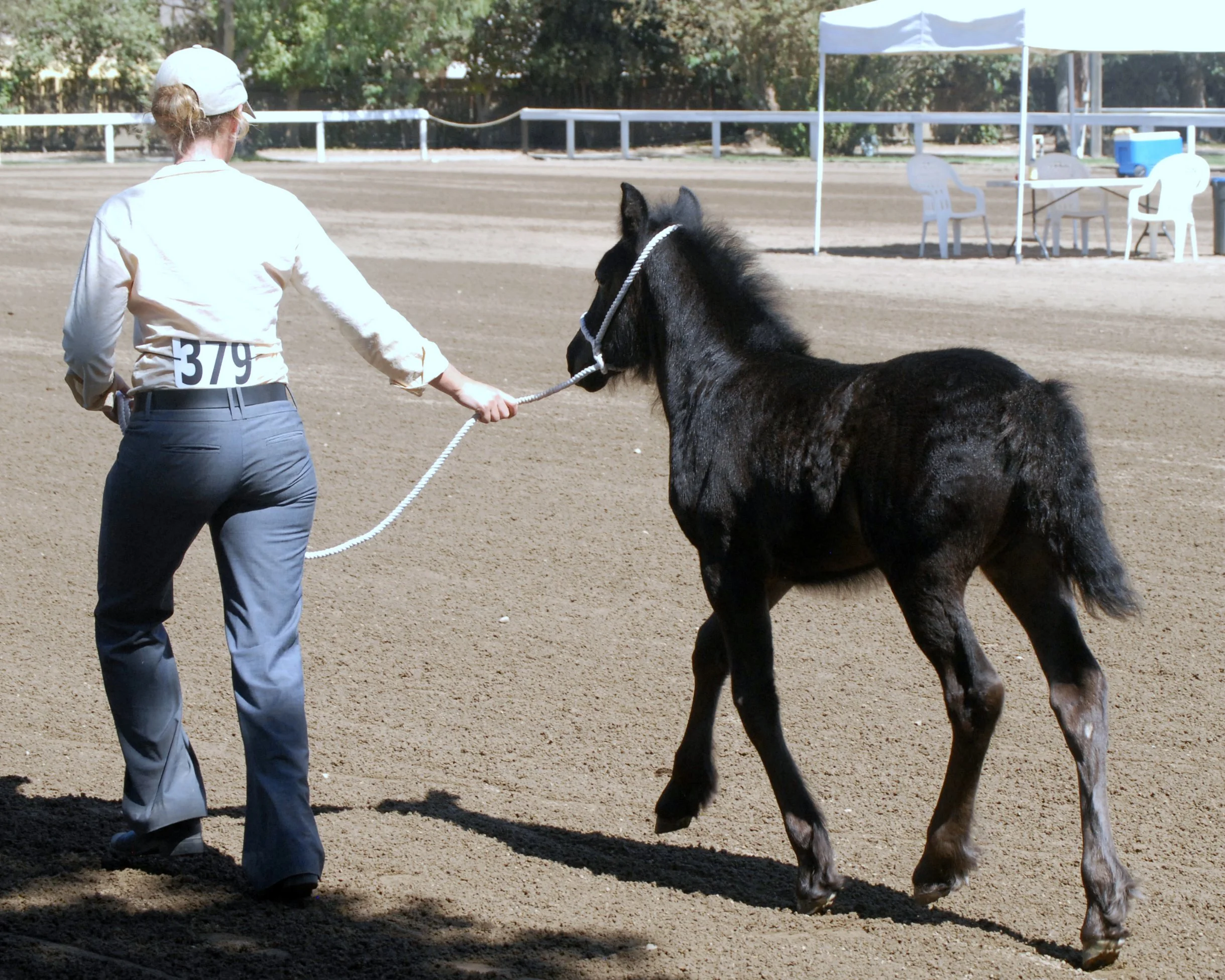 Sterlings Total Eclipse, 2014 section A mare, shown in 2014 by Adrienne Grasso (sold 2016)
