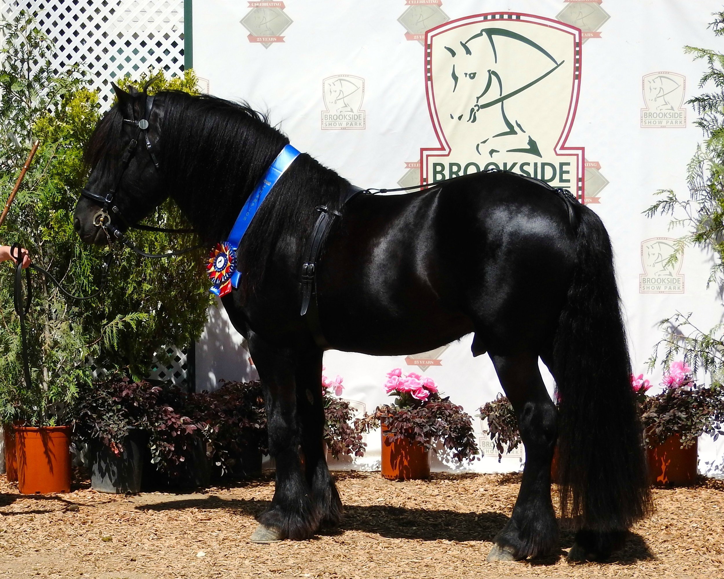 Awards Program — Dales Pony Society of America
