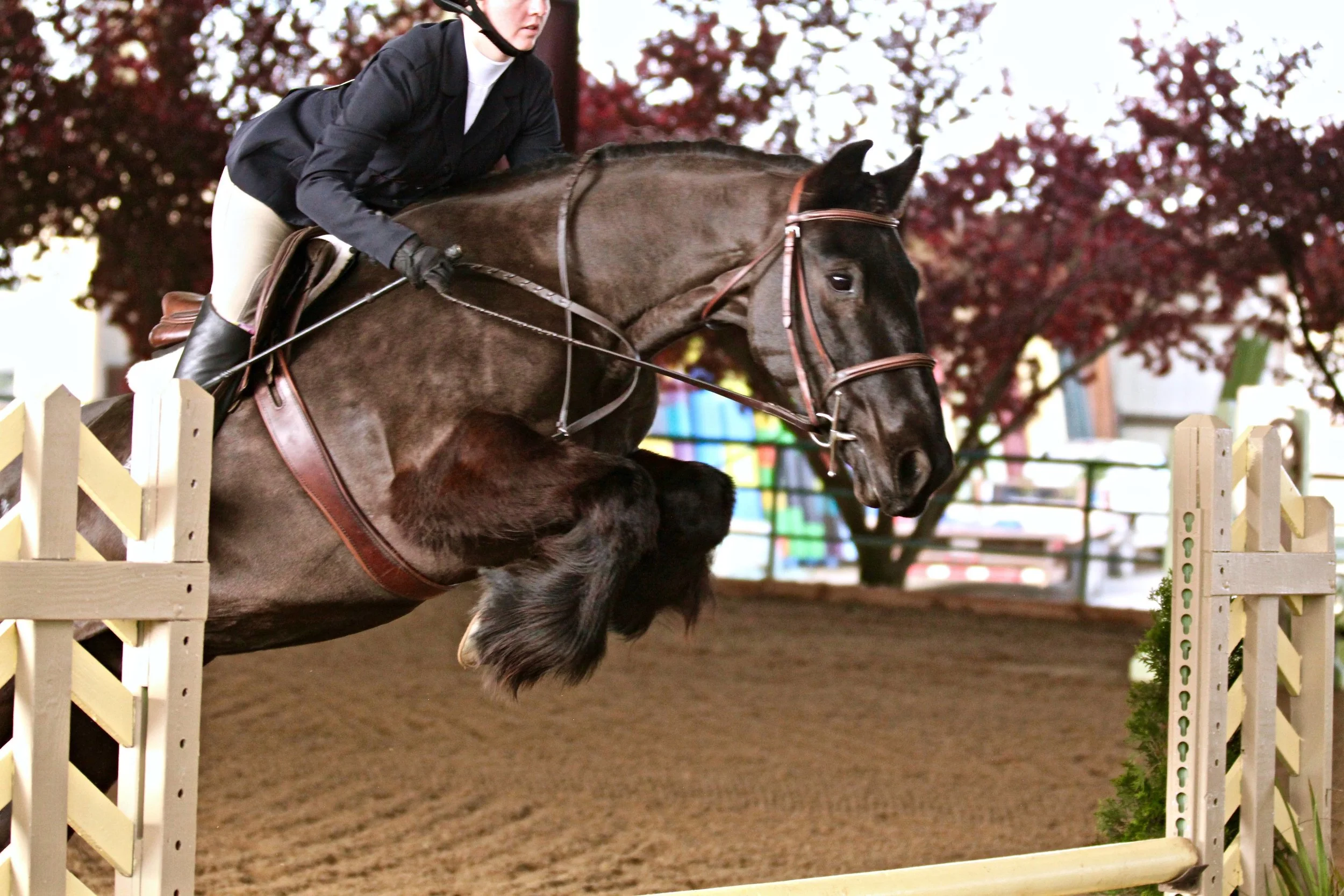 Awards Program — Dales Pony Society of America