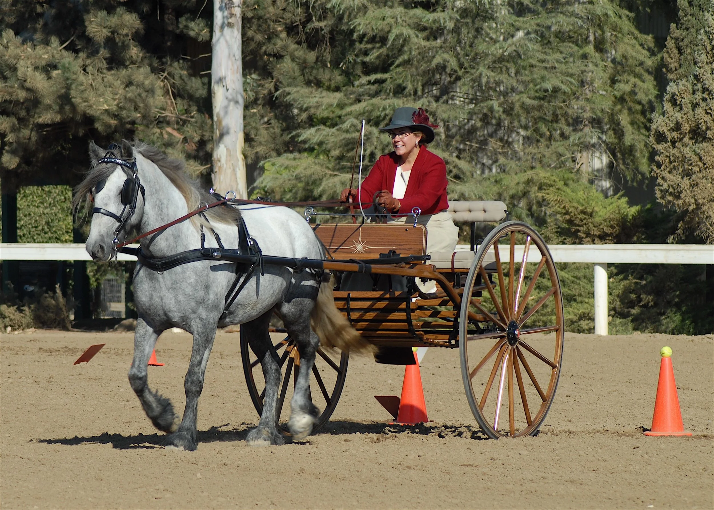 Awards Program — Dales Pony Society of America