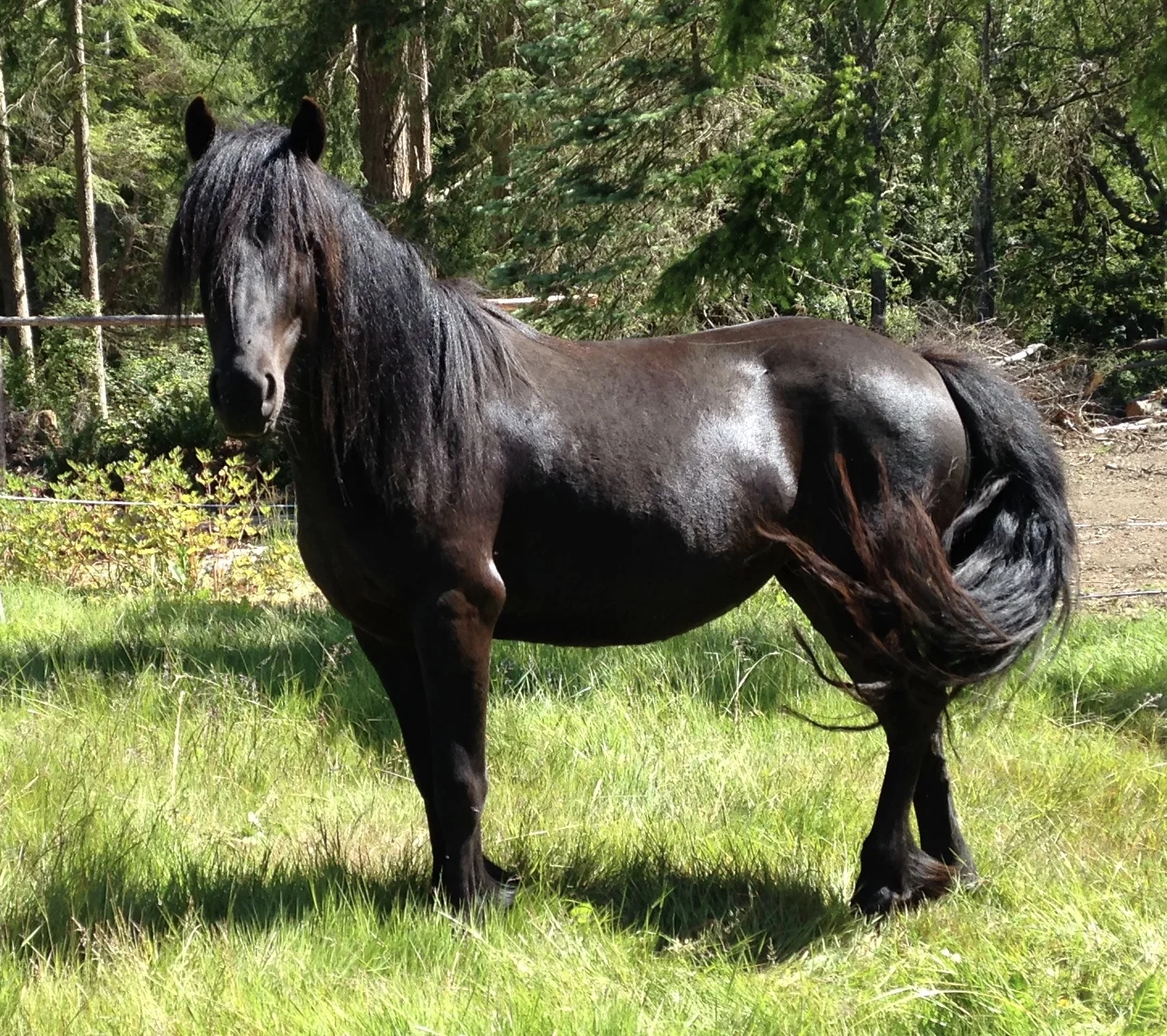 2013 mare Raspotnik Arabella owned by Cascadia Heritage Farm