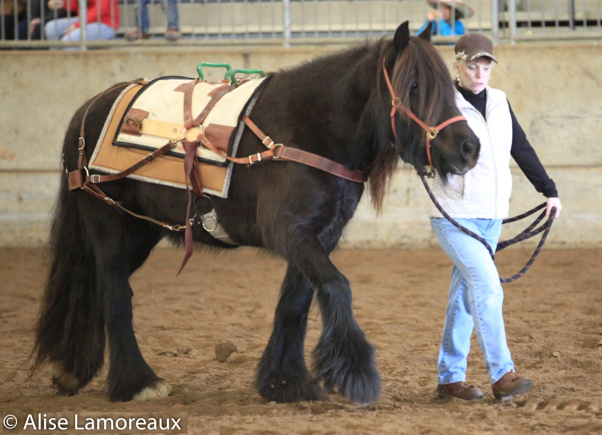 Awards Program — Dales Pony Society of America