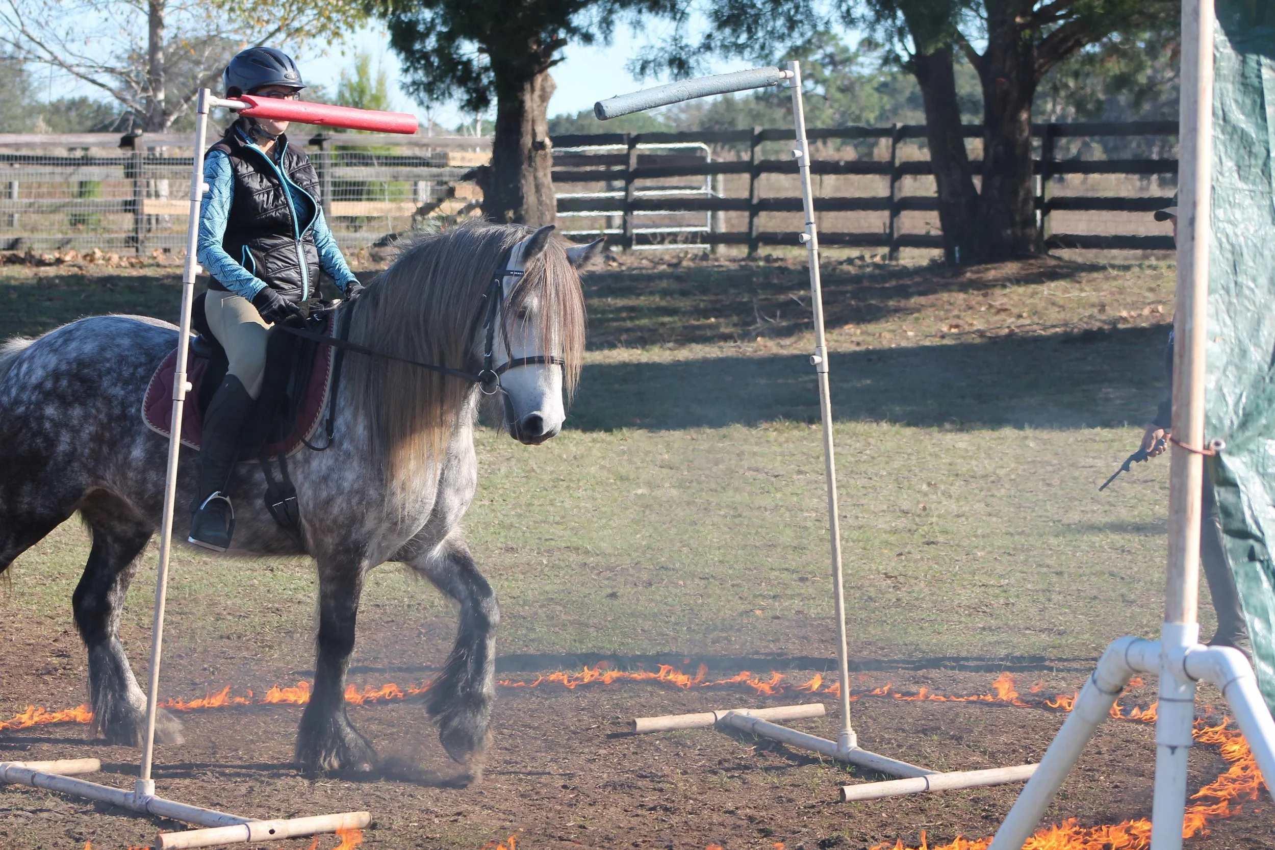 2012 mare Sowermire Carol at the Mounted Trooper Training going through fire.