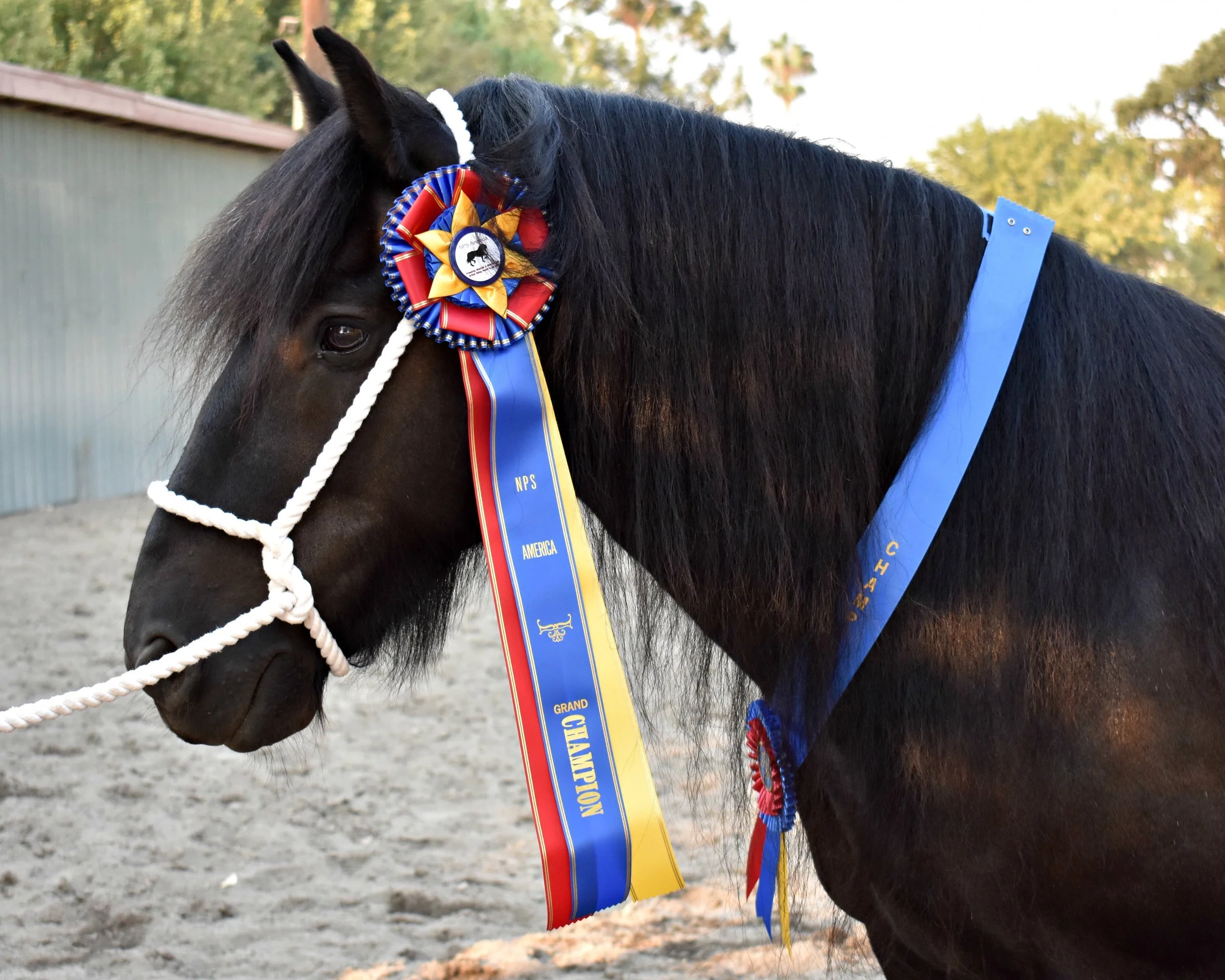 Bickerdike Canadian Storm, 2004 gelding, earns his first NPS America Grand Championship under UK judge J. Batt