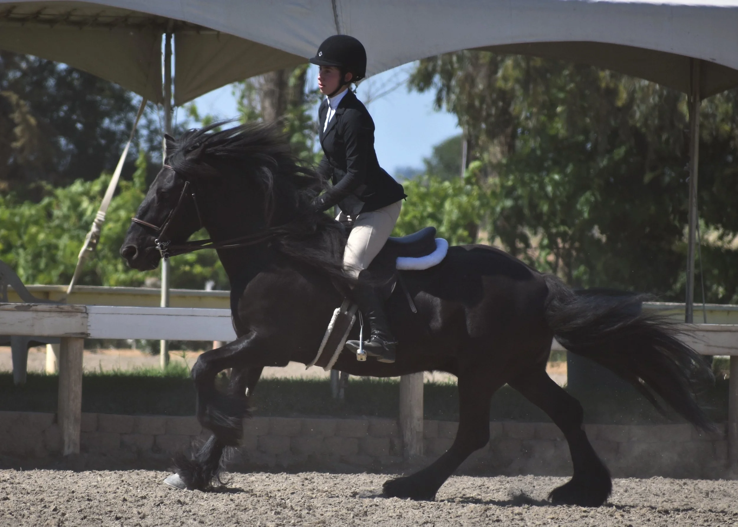 Bickerdike Canadian Storm, 2004 gelding, ridden by Rebecca George at the 2018 WPCAC Spring Gold Show