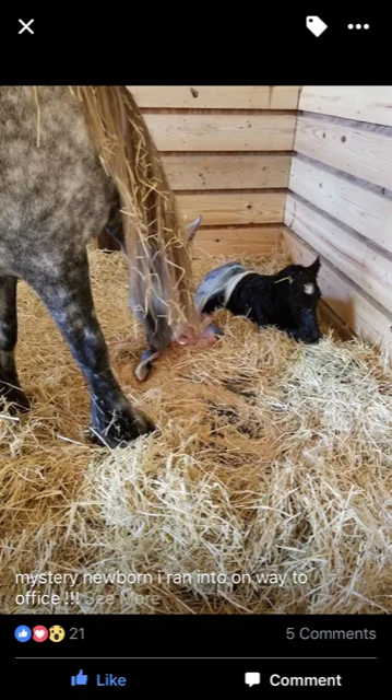 2018 colt FloridaDales Blue Envoy (Envoy De Kingmaker x Sowermire Carol) with his dam
