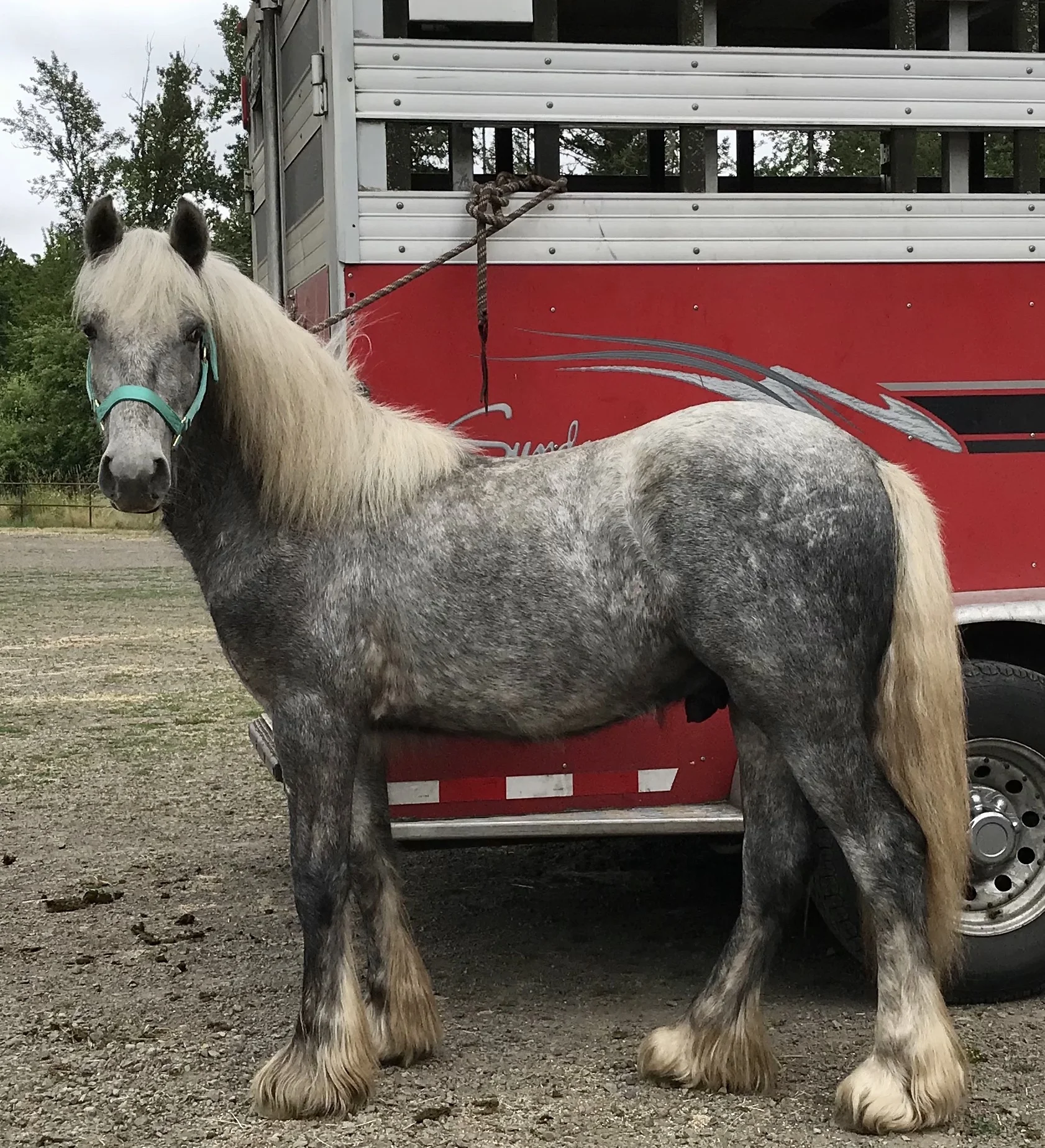 DakotaDales Quicksilver (FiddleHead Farm stallion prospect)