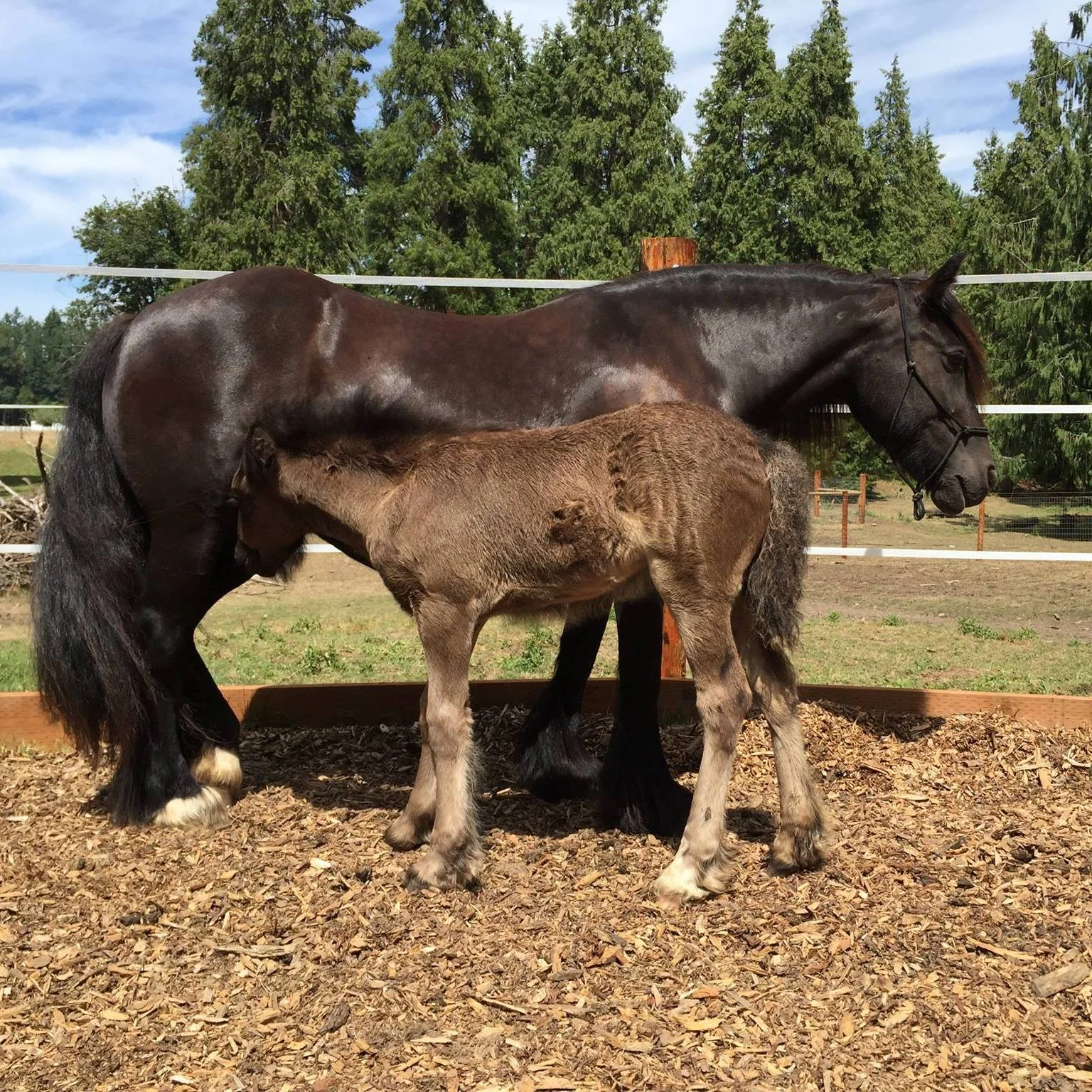 Ebony Jan with her 2016 filly