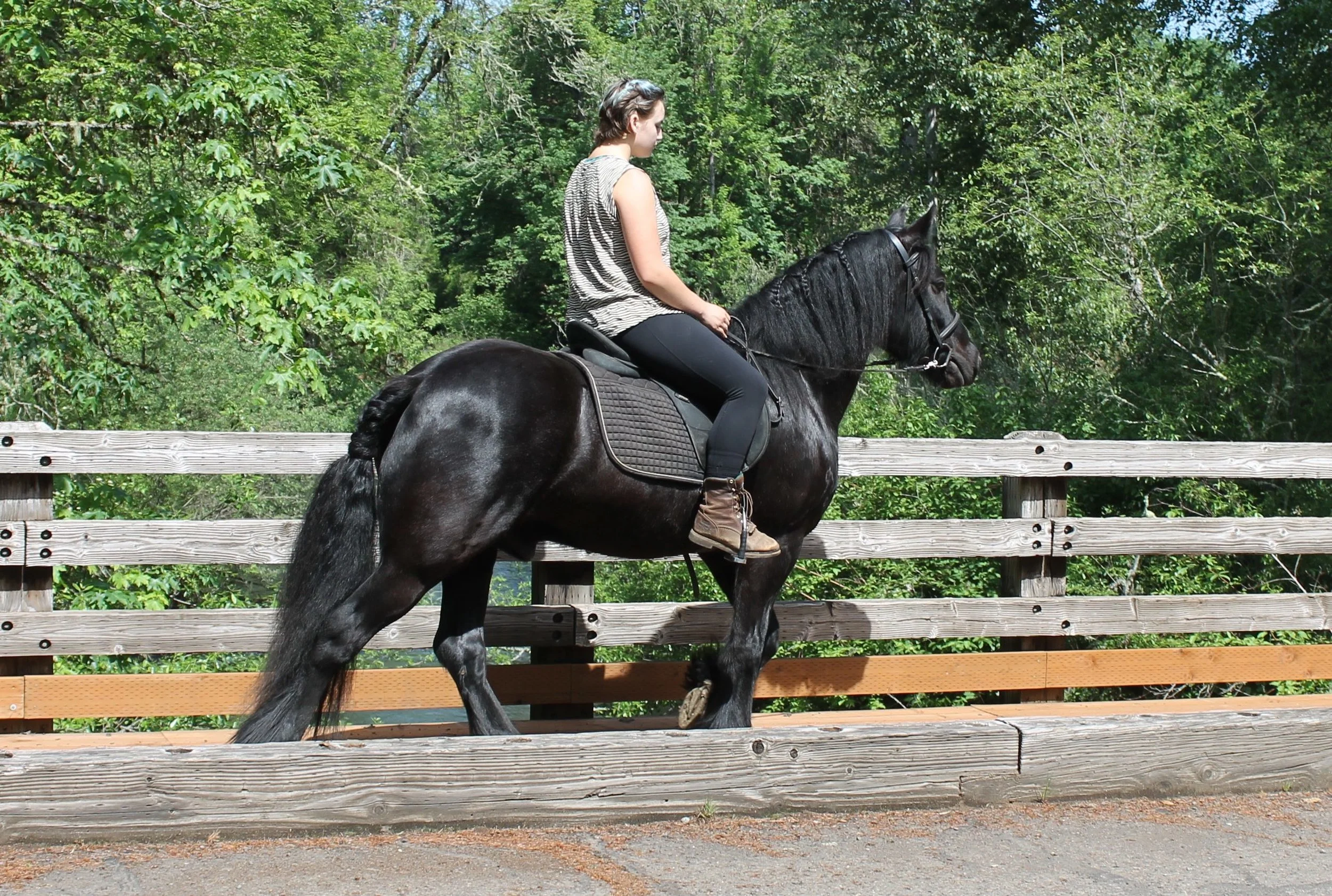 Redprairie Freedom heading out for a trail ride. Sold 2017.