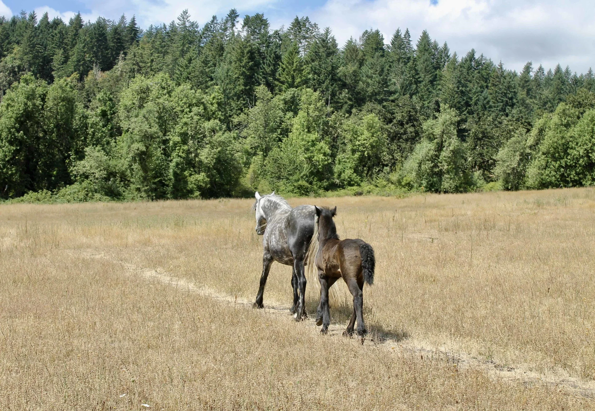 Whisperingwillows Piper and her 2018 filly head out for the day.