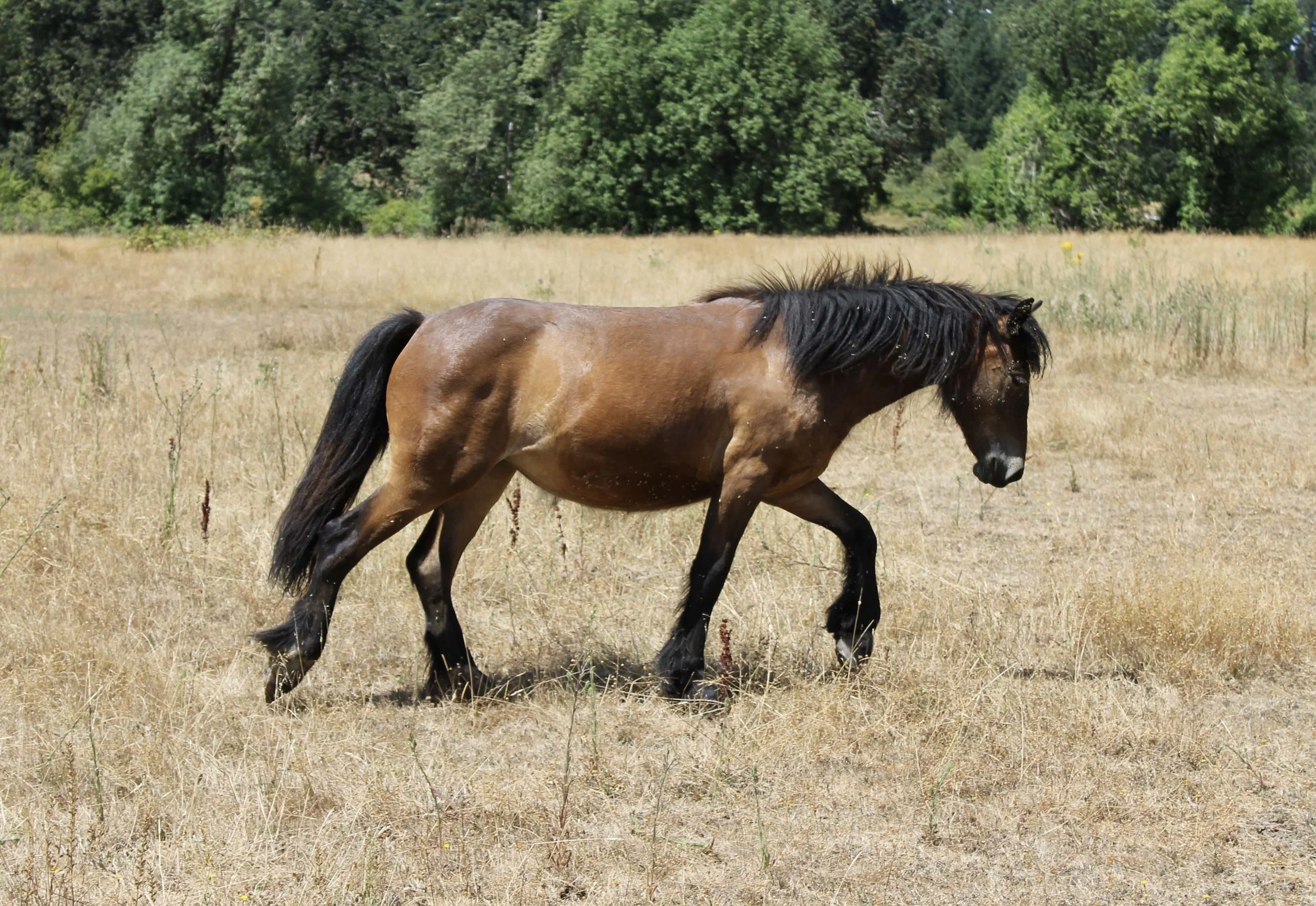 DakotaDales Medora