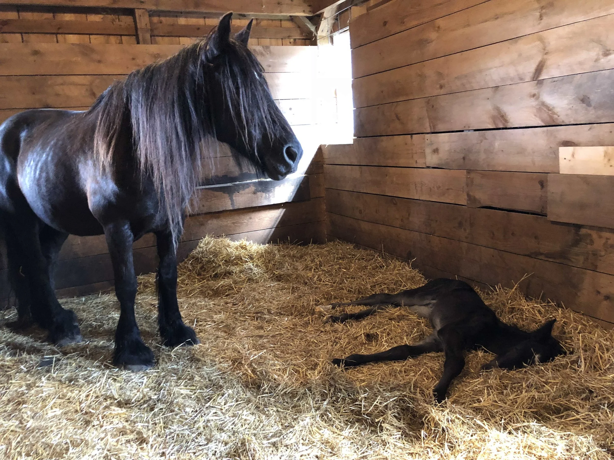 Canadale Prim ‘n’ Proper, 2001 mare with newborn Blackshadow Syros, 2018 colt.