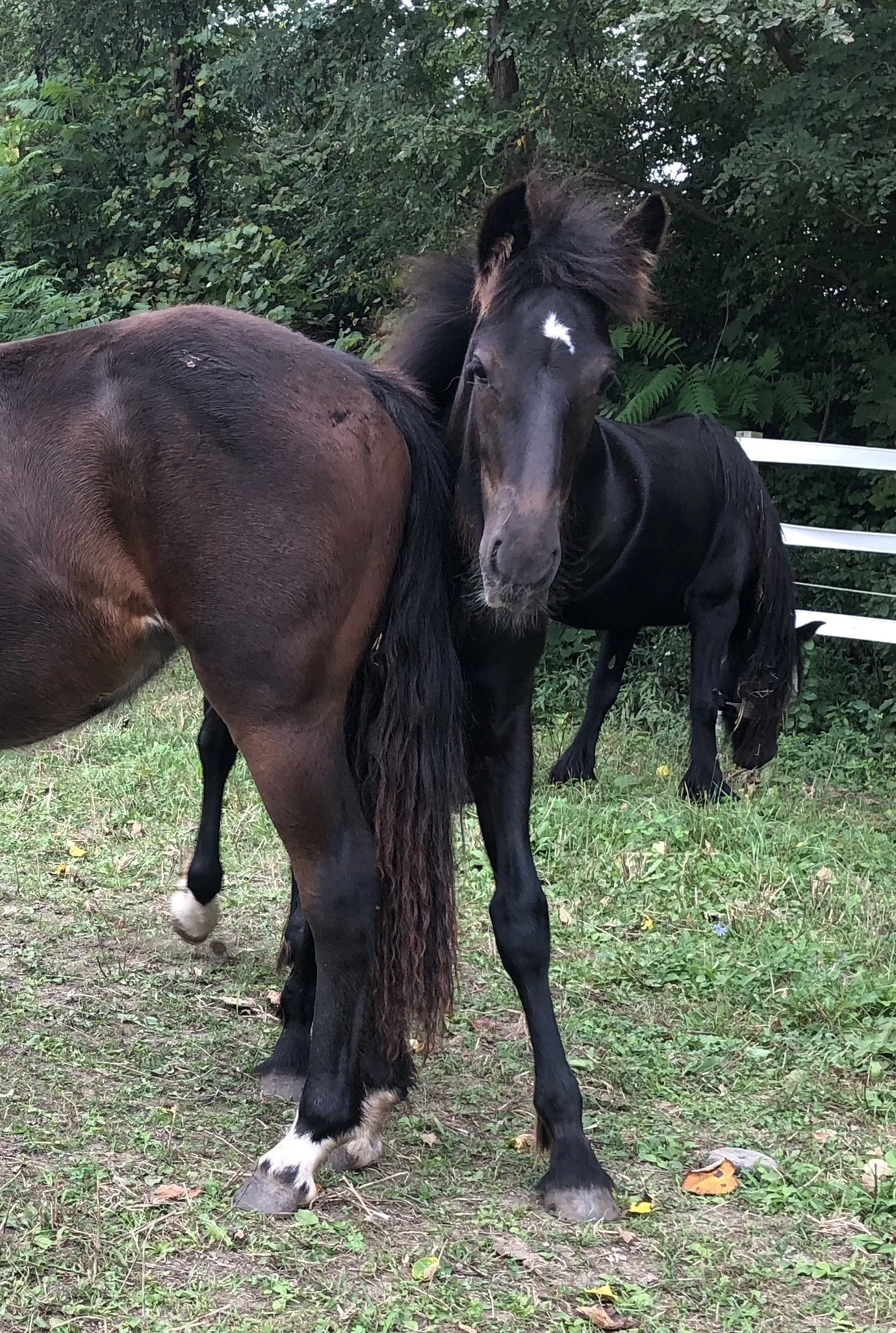 Blackshadow Syros (reg pending), 2018 Dales pony colt, Malhamdale Apocalypto x Canadale Prim ‘n’ Proper