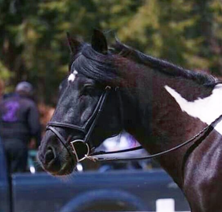 Raspotnik Lila, partbred mare