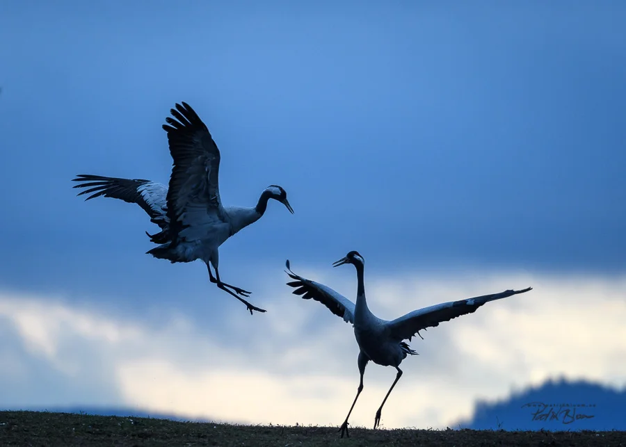 Dancing Cranes
