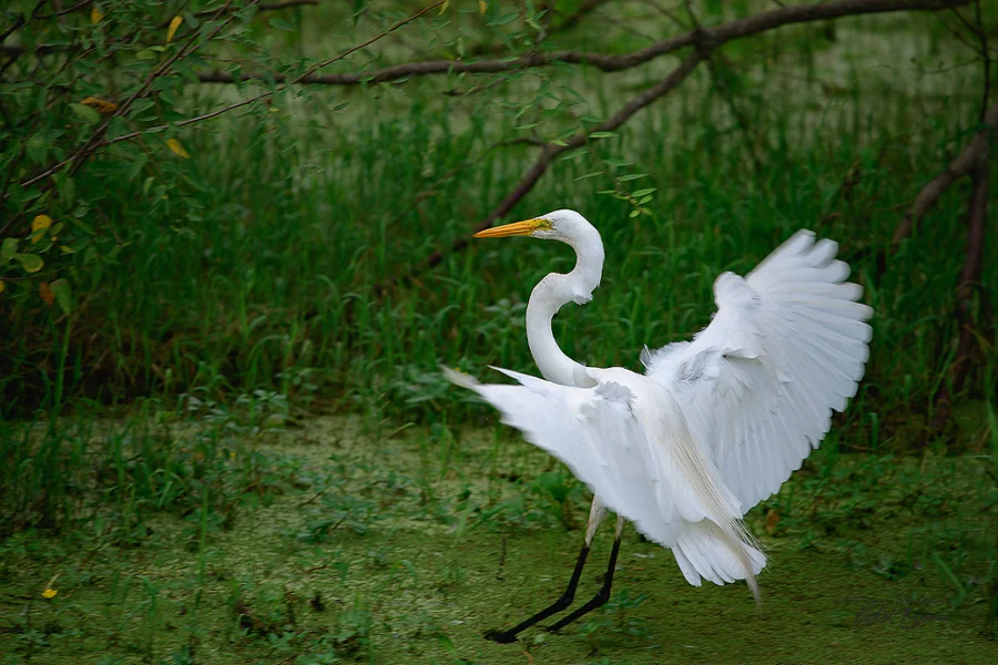 egrett_land.jpg