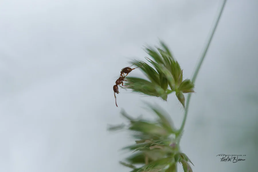 bloom220611_203917.jpg