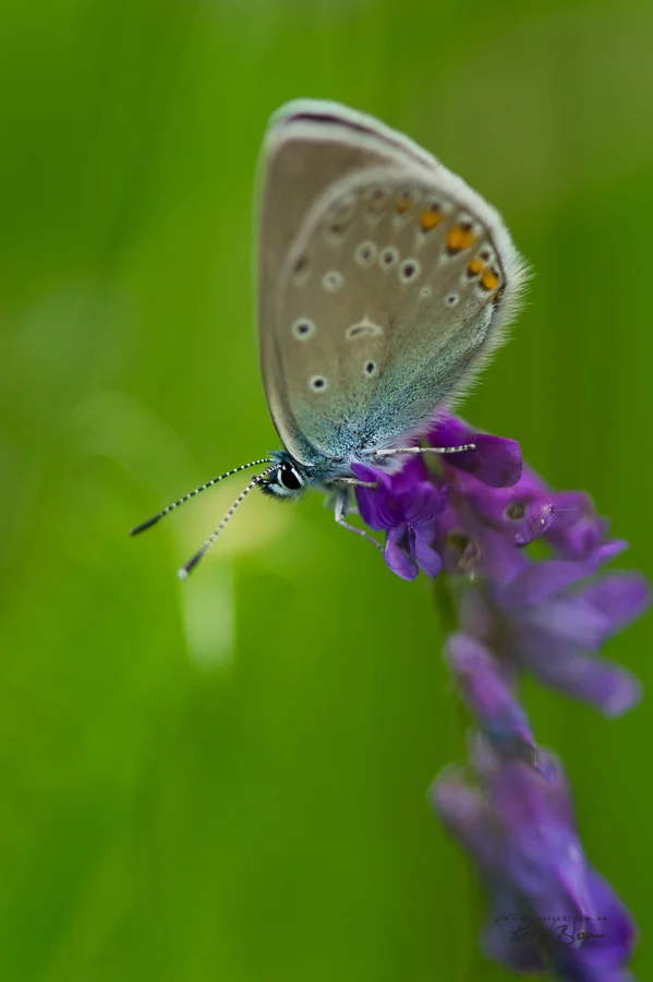 Bloom_250611_01.jpg