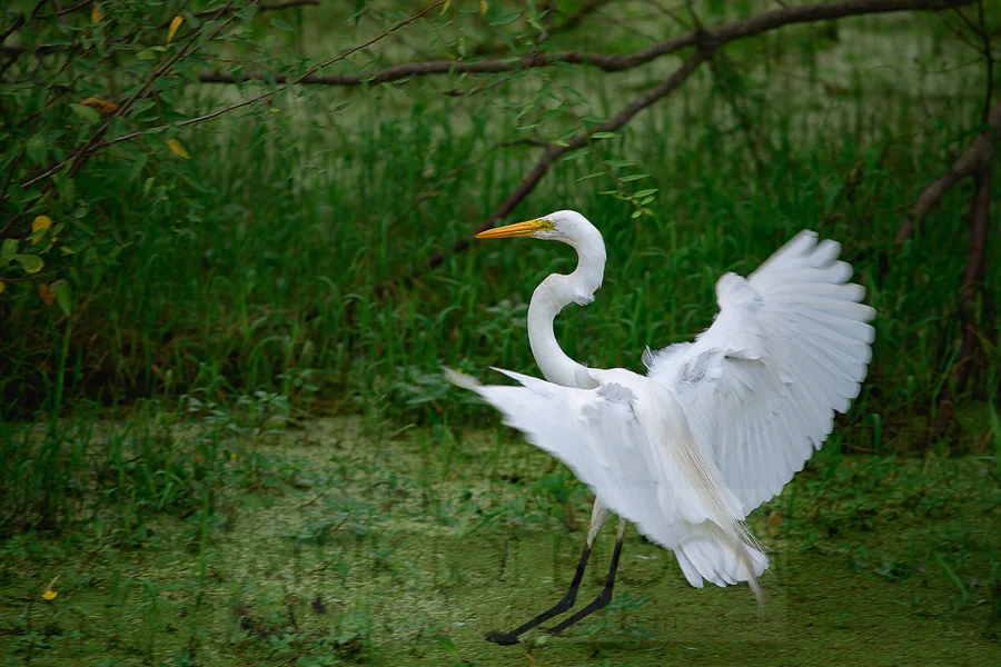 egrett_land.jpg