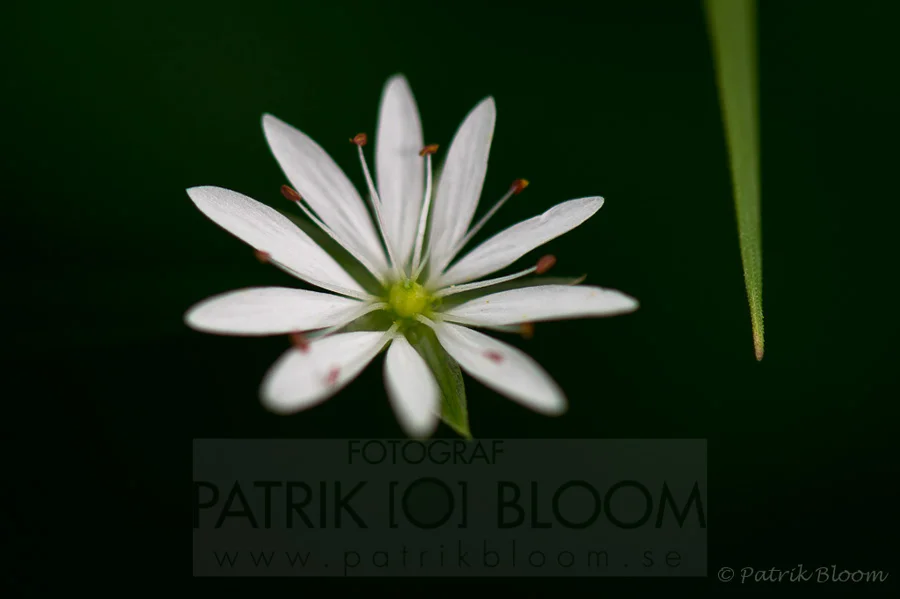 Bloom_060711_111120.jpg