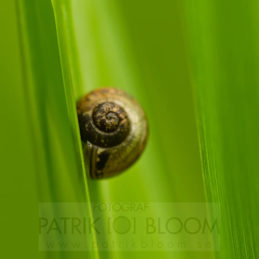 Bloom_060711_111519-2.jpg
