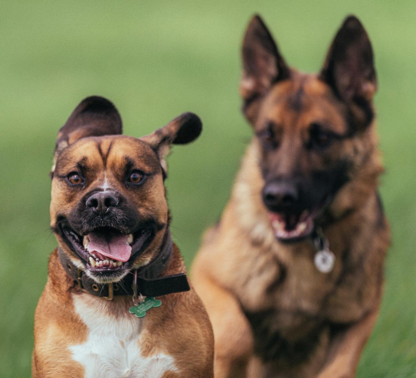 Biggie being chased down by Willow ( don&rsquo;t worry he asked for it )

#dogwalker #dogwalking #dogwalkersofinstagram #funnydogs #hikesandhounds