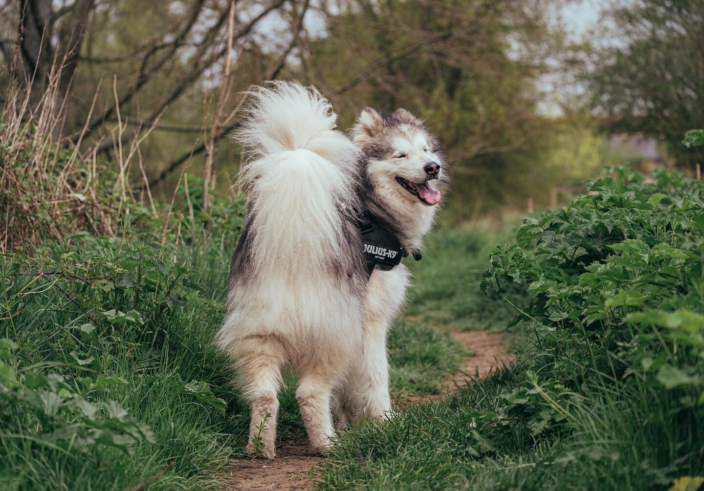 Fluffy happy big boy Zion smiling his way around the countryside 

#hikesandhounds #outdoordog #doglover #dogwalker #dogwalking #ukhiking #getoutside #bestwoof #excellent_dogs #ruffpost #cutepetclub #dogsthathike #dogphotography #thegreatoutdogs 
#be