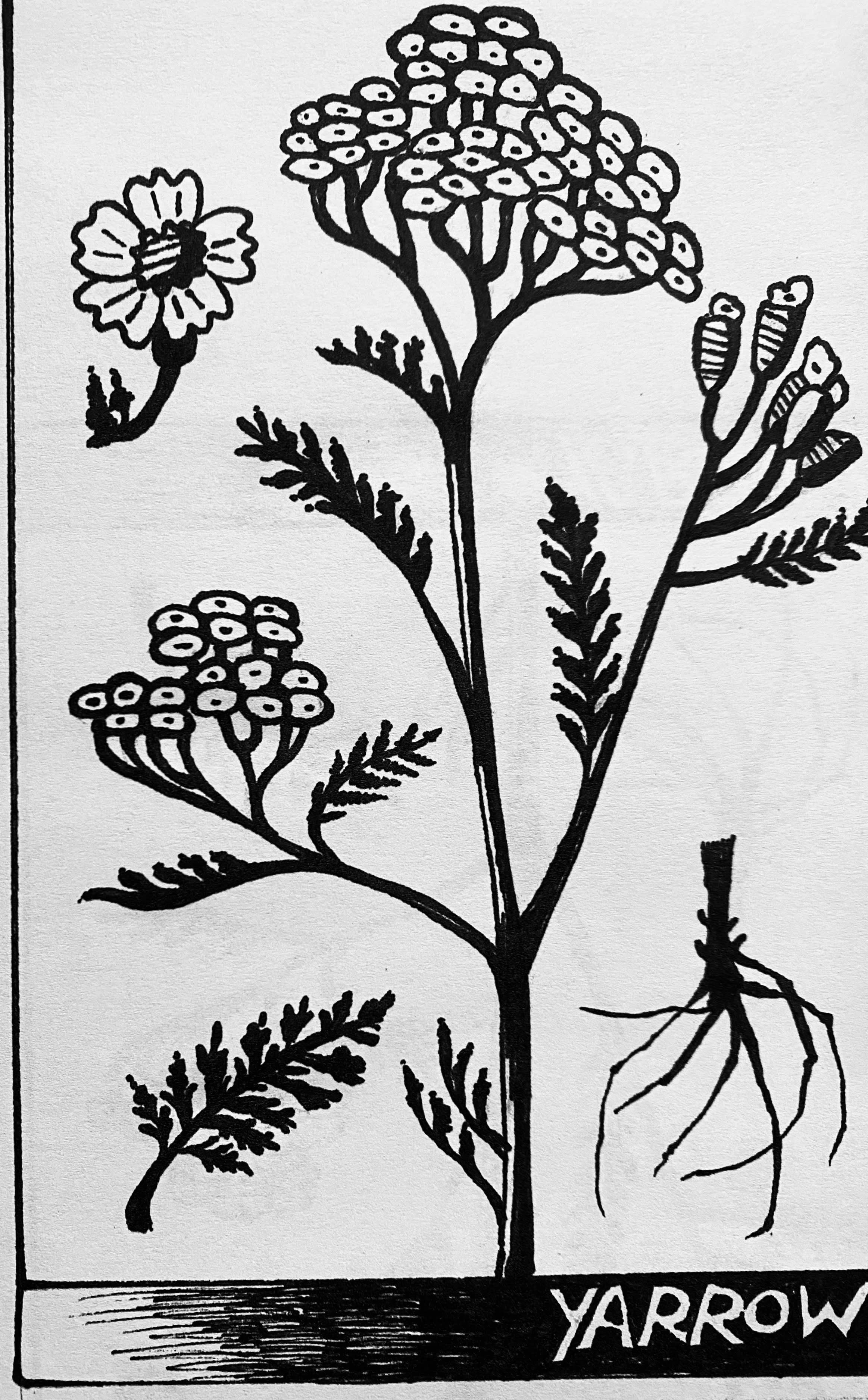 Yarrow template 2024.JPG