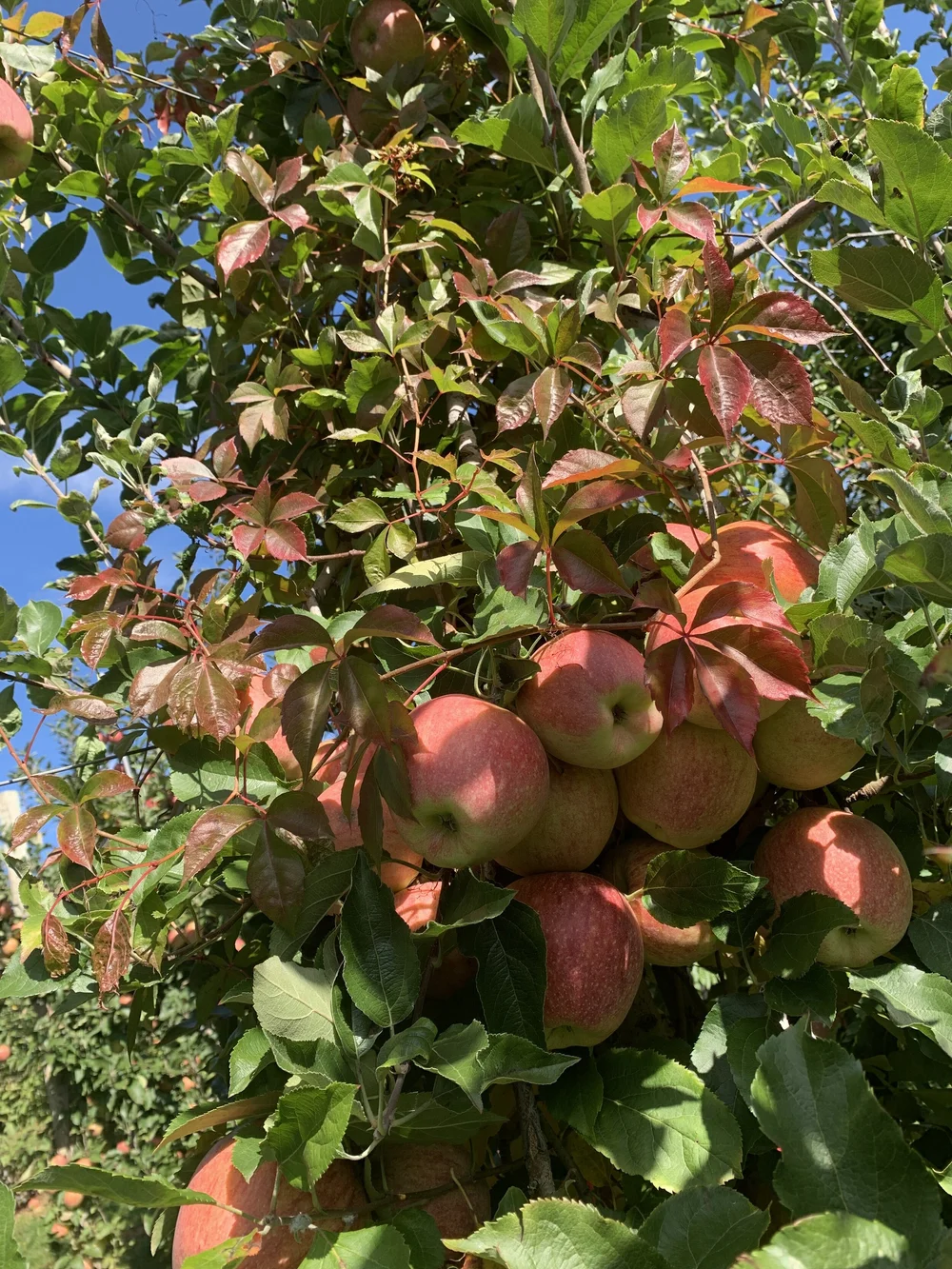 Apple picking Maskers.JPG