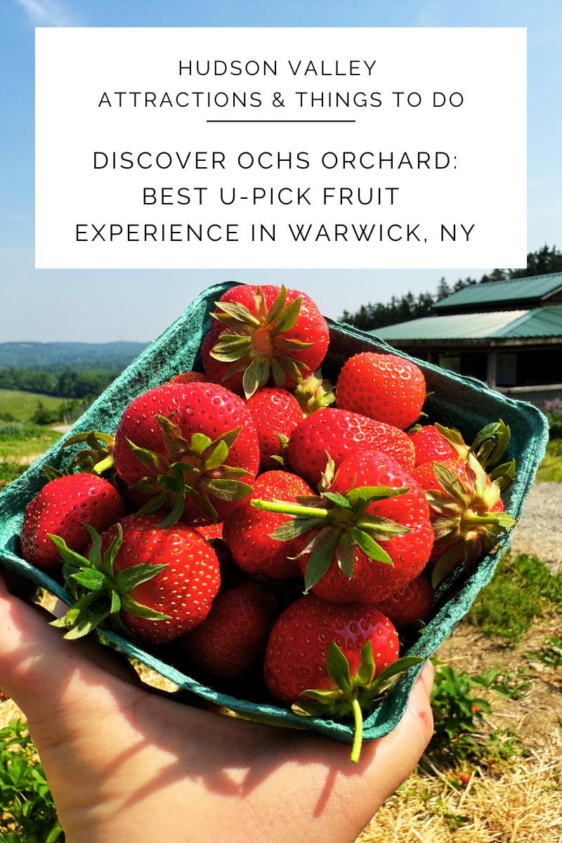 Discover Ochs Orchard: The Best U-Pick Fruit Experience in Orange County, NY This Summer