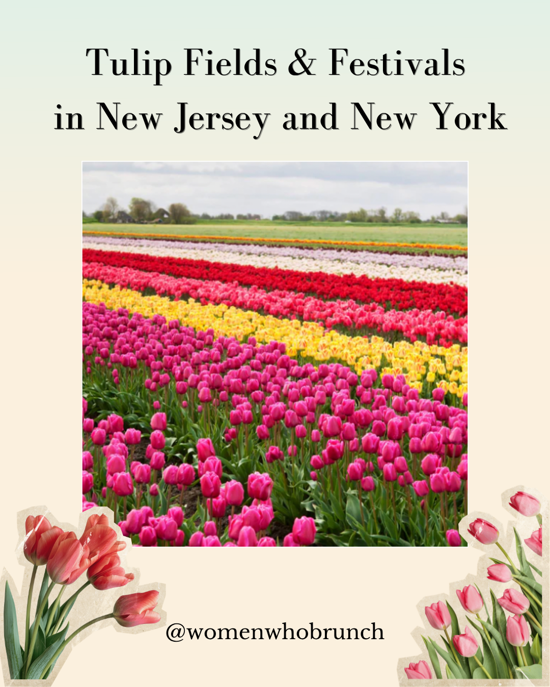 Tulip Fields &amp; Farms in New Jersey and New York 