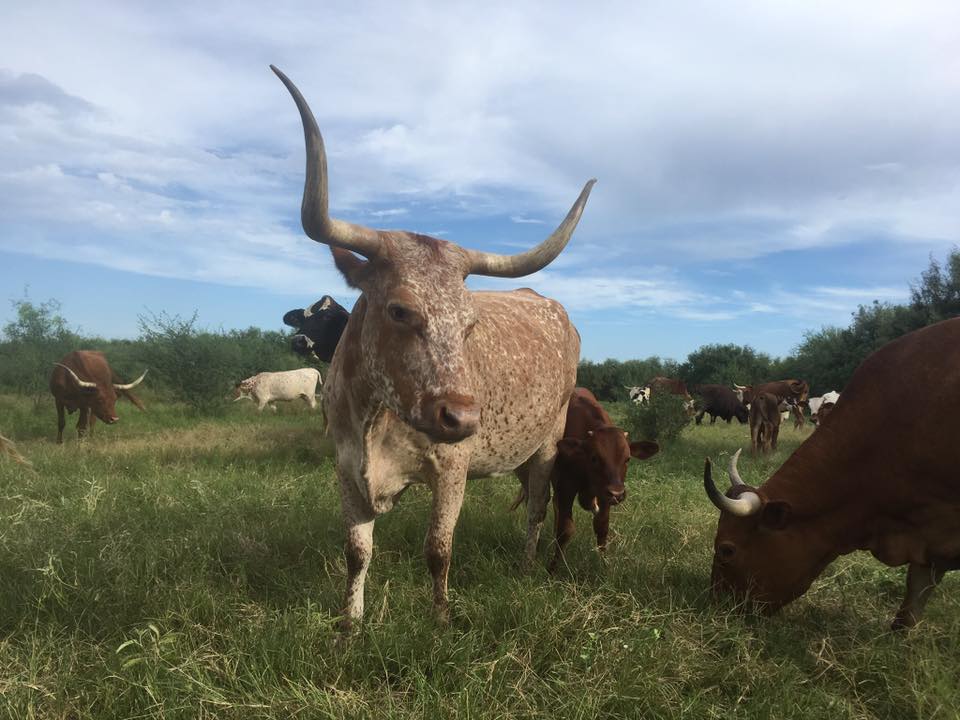 cattle 2.jpg