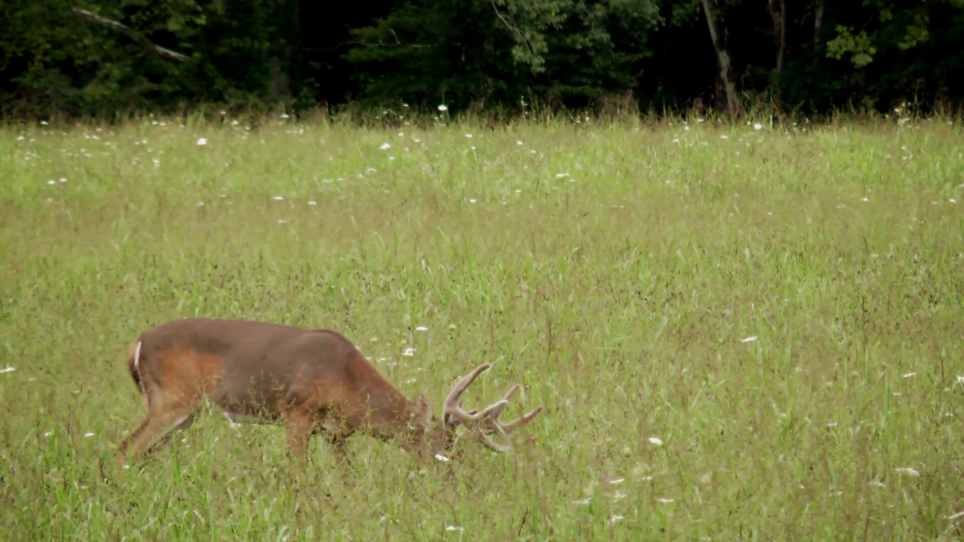a-wild-deer-white-tail-buck-in-a-wild-flower-field-with-butterflies_rrmtxpc4__F0000.png