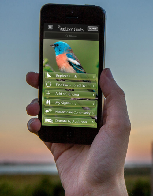 AudubonBirdGuideApp.png