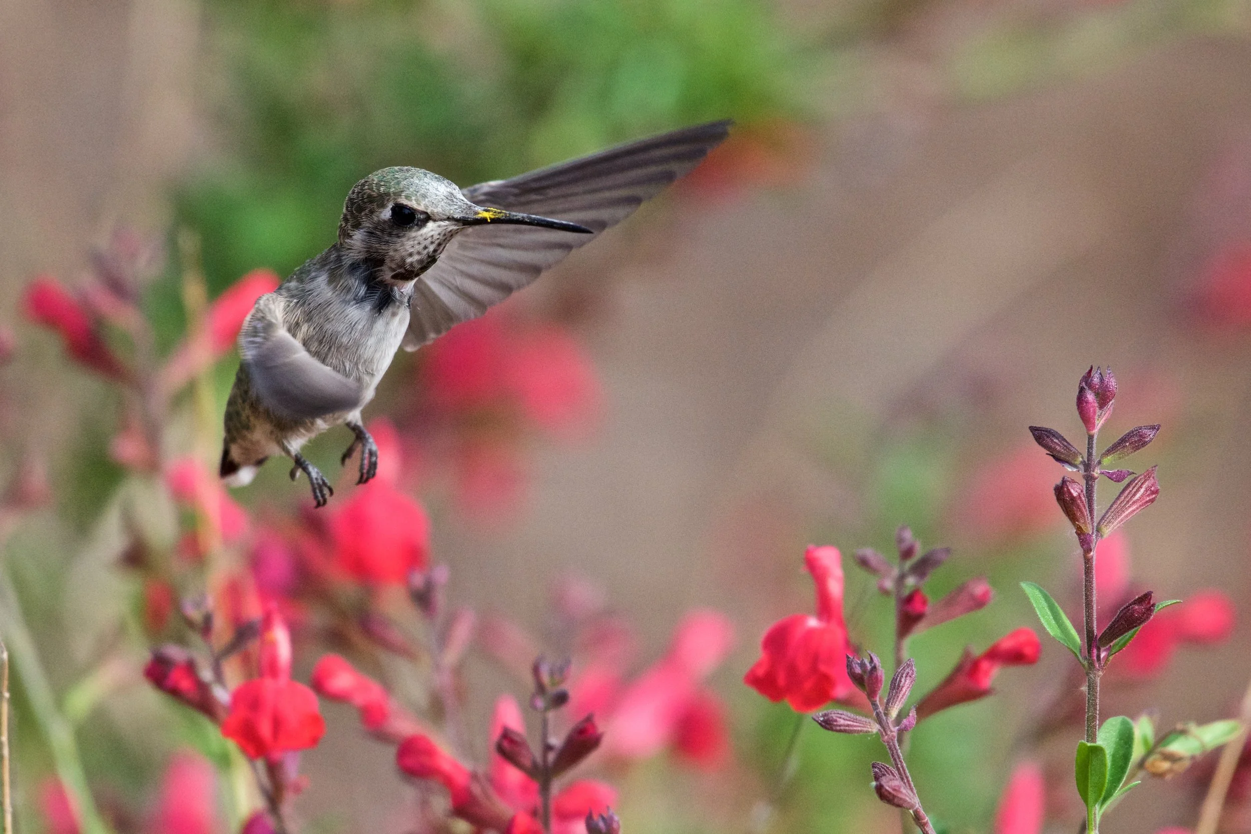 AudubonOnlineGuide.jpg