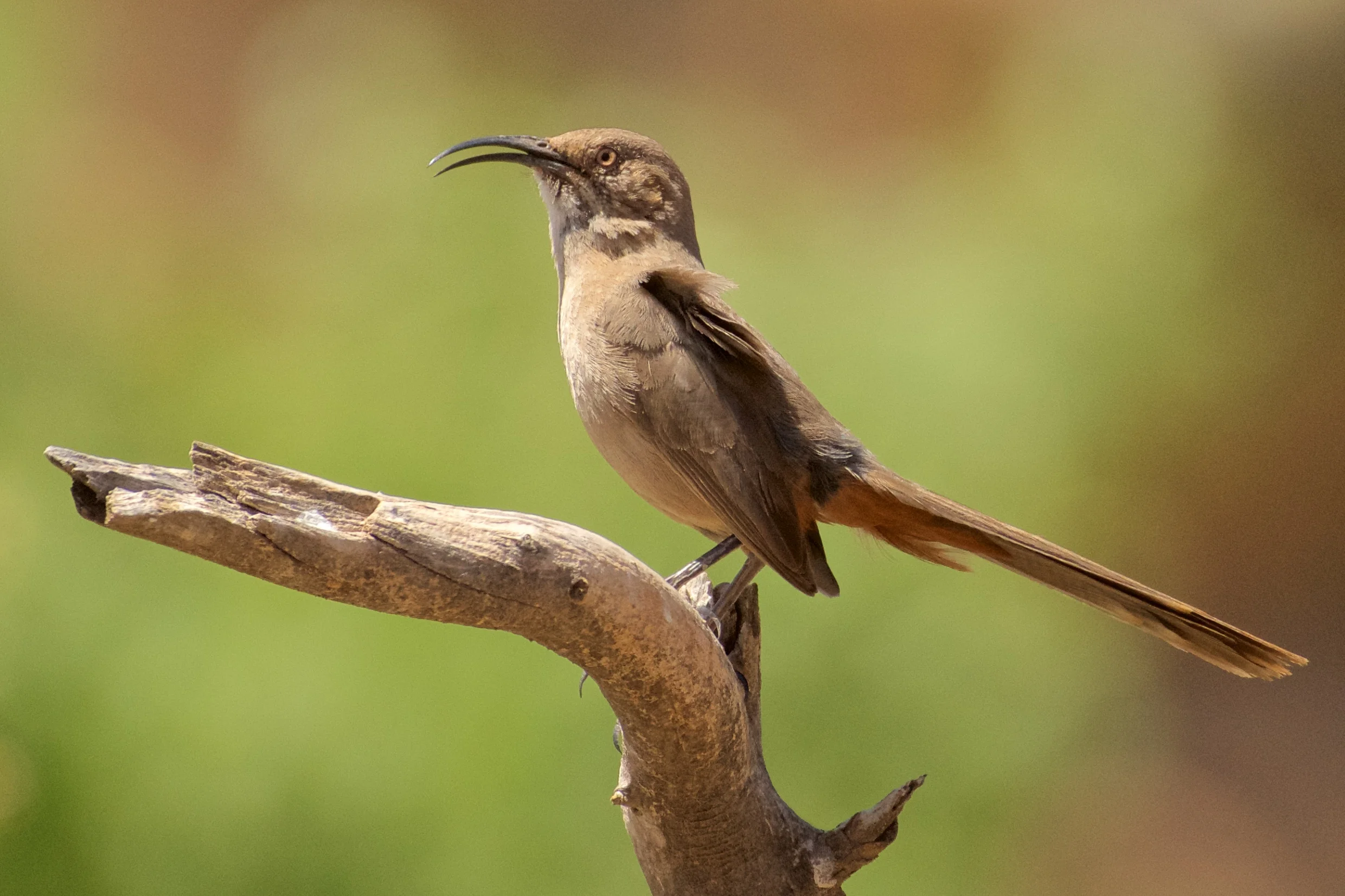 Crissal Thrasher.jpg