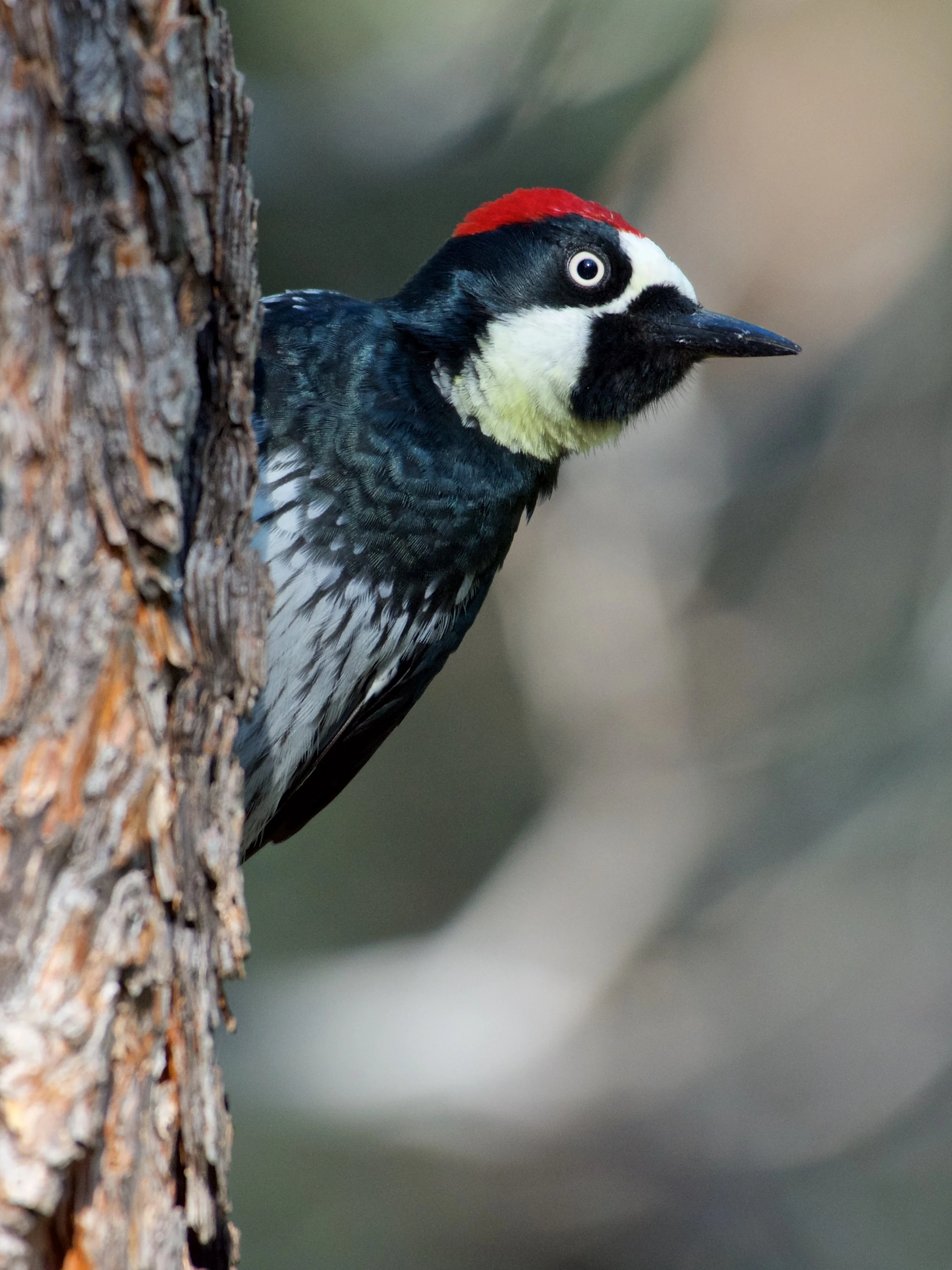 Acorn Woodpecker