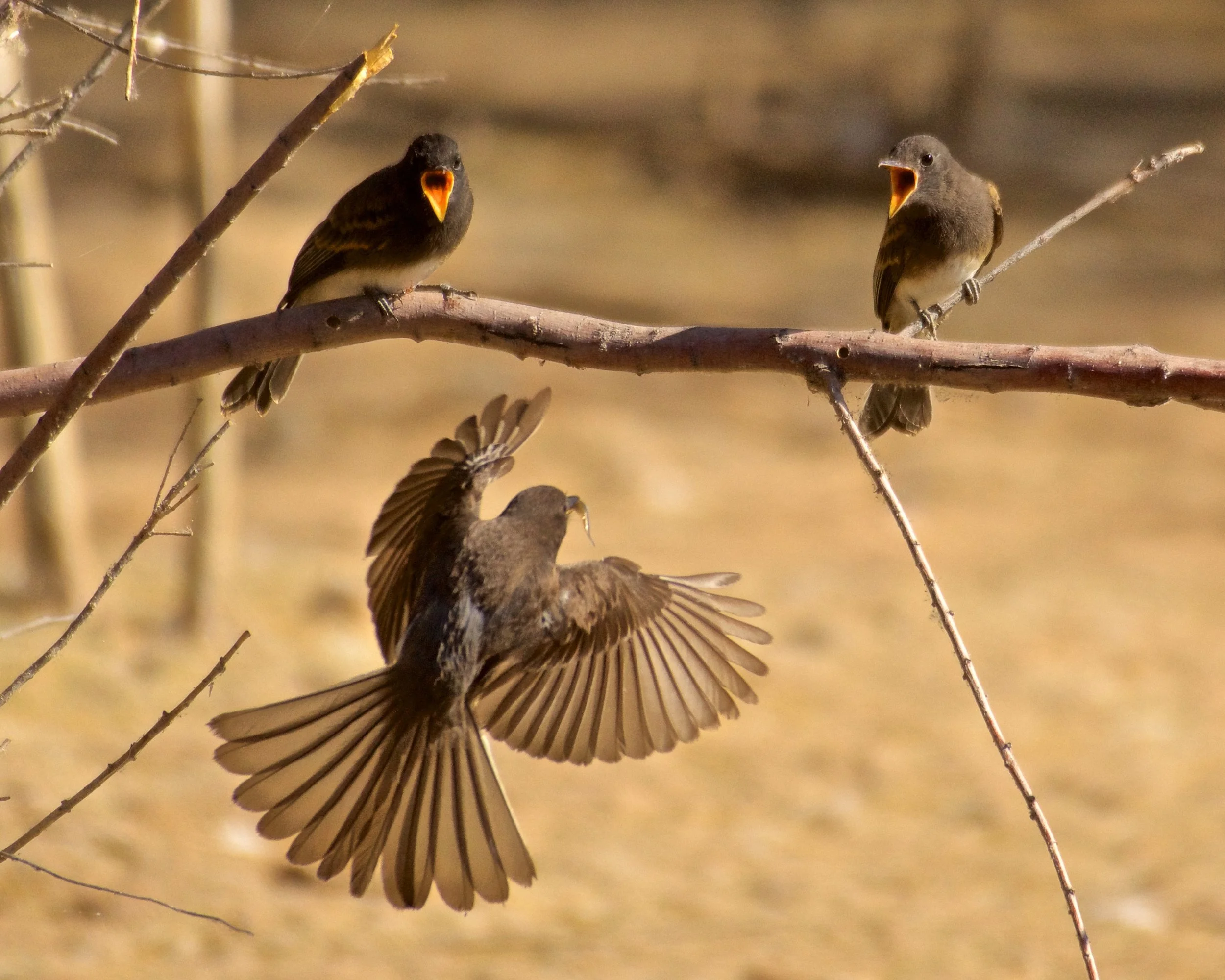 Black Phoebes