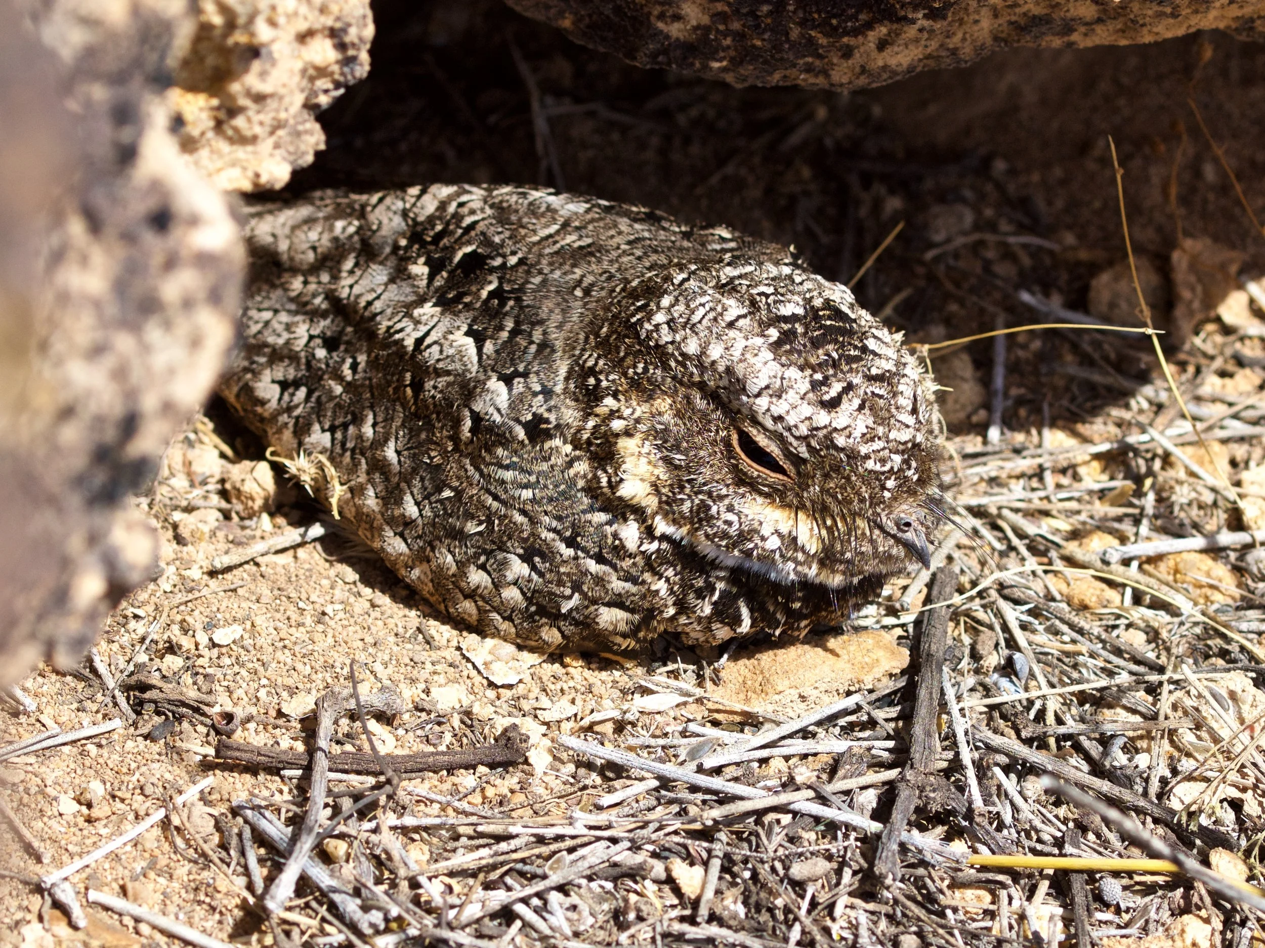 Common Poorwill