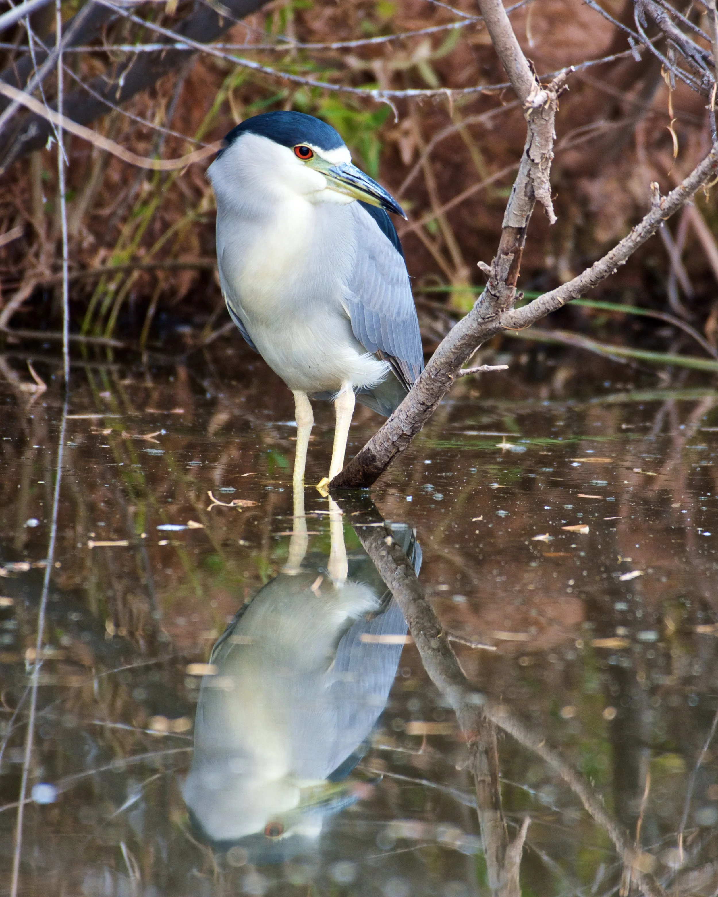 Black-crowned Night Heron
