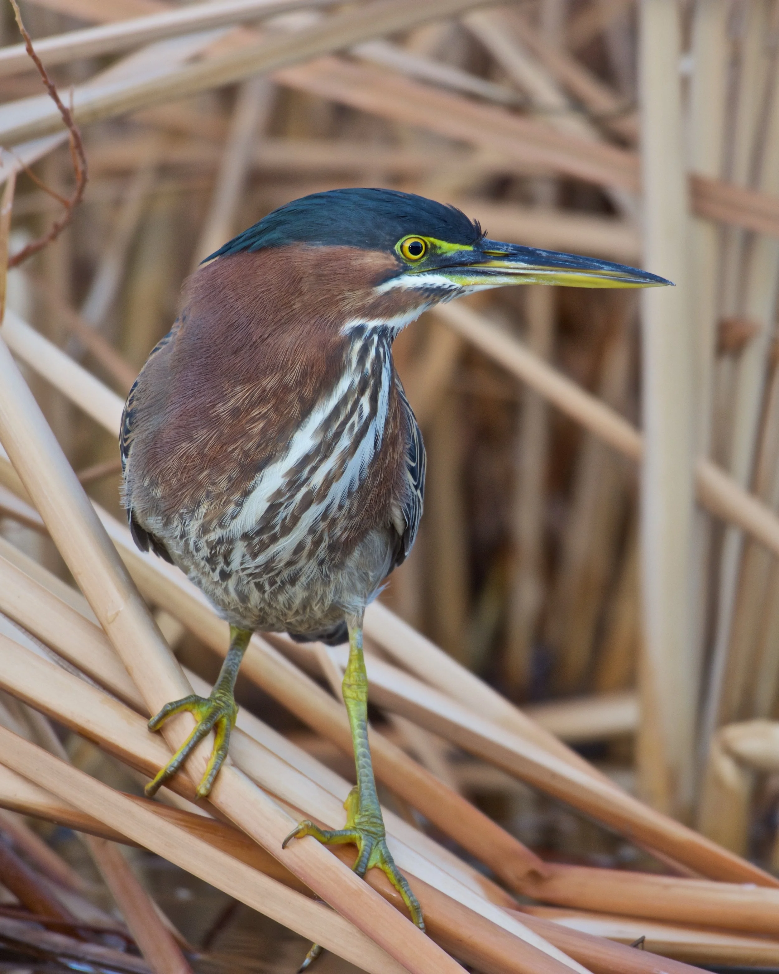 Green Heron