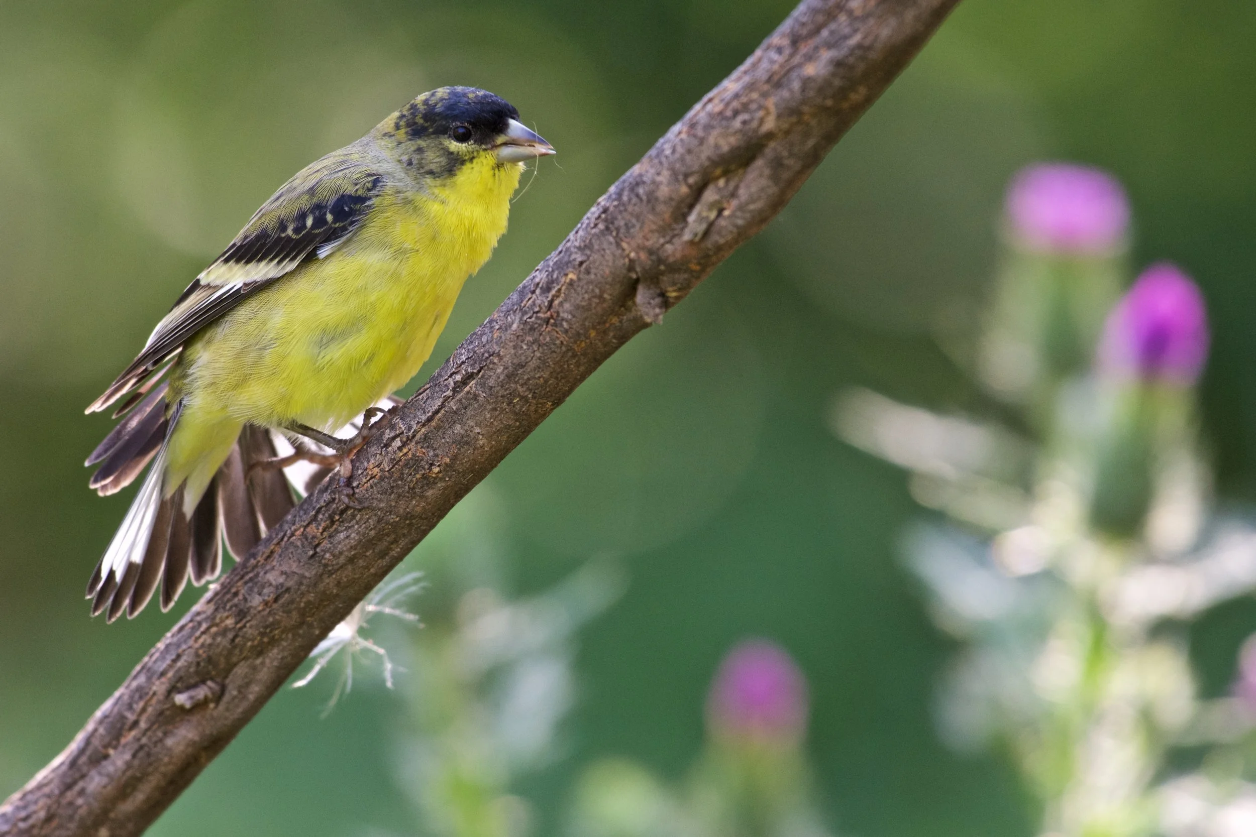 Lesser Goldfinch