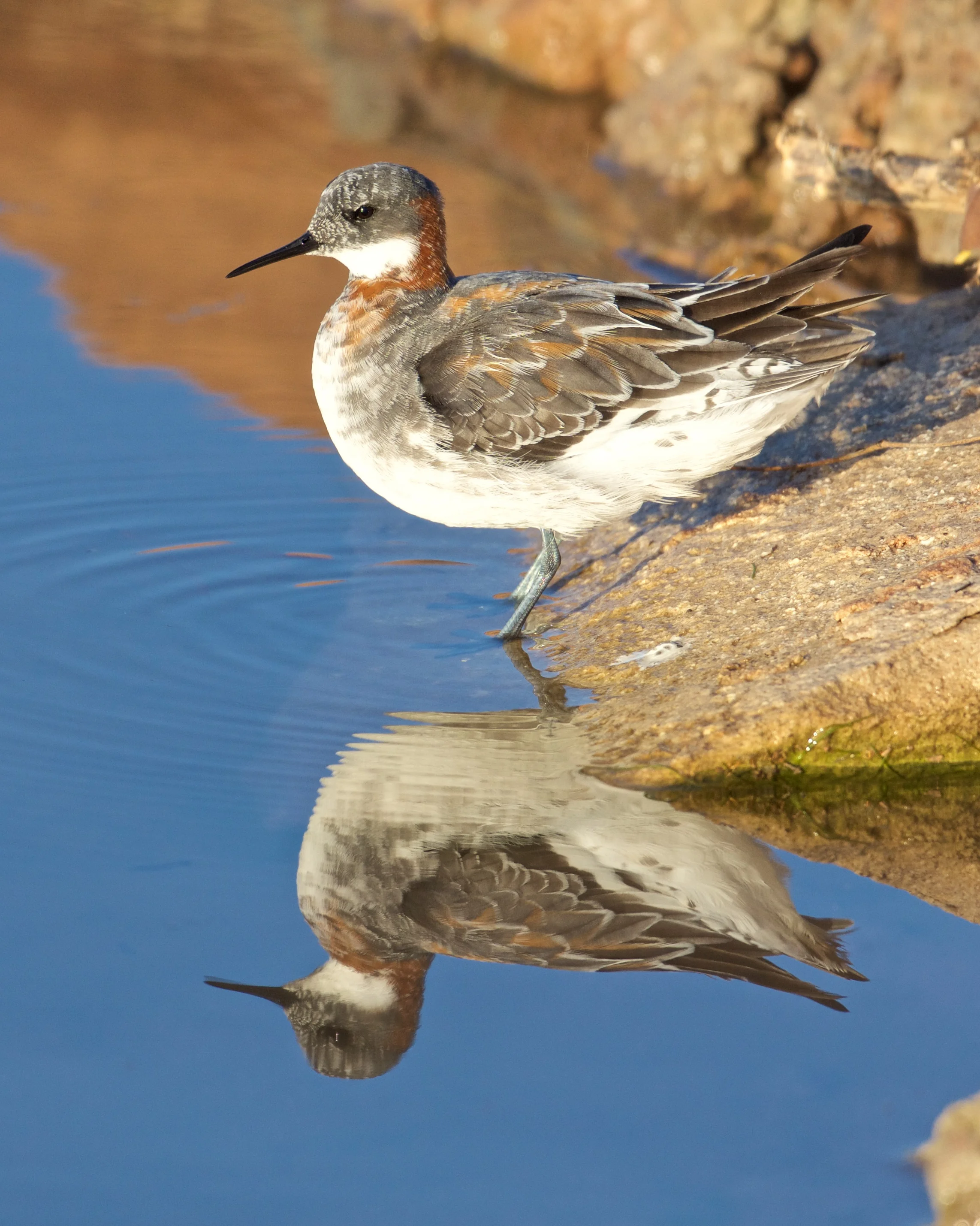 Red-necked Phalarope