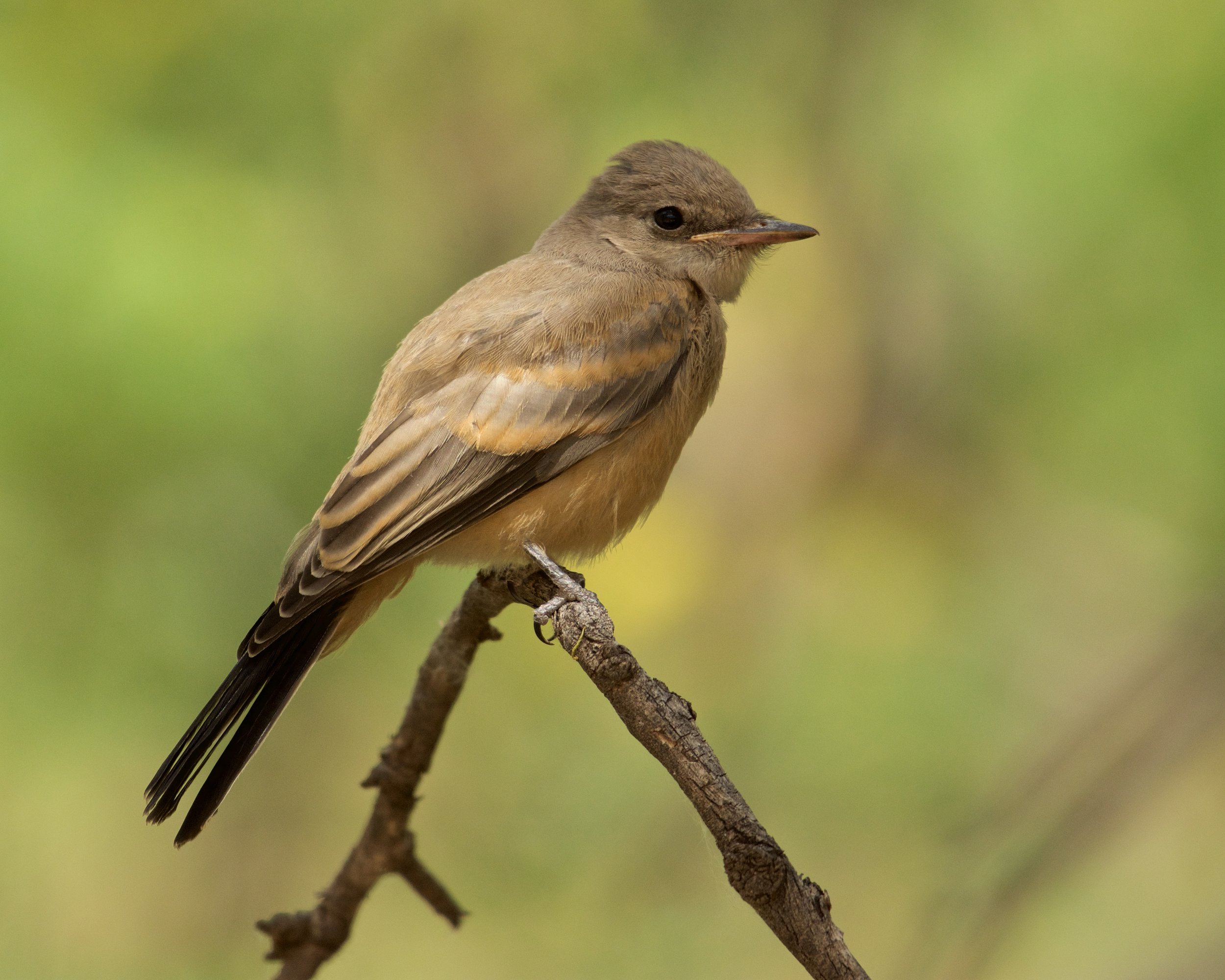 Say's Phoebe