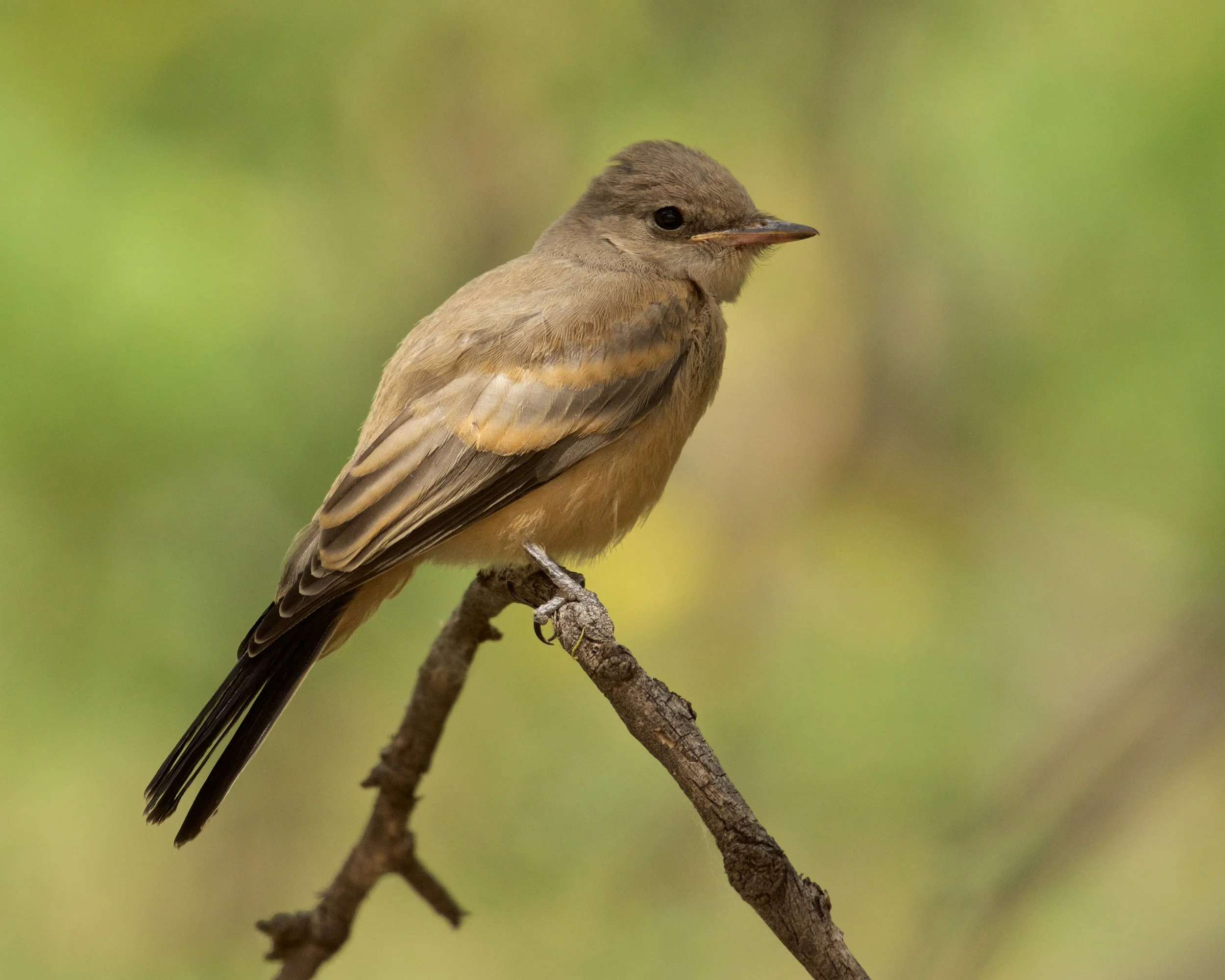 Say's Phoebe